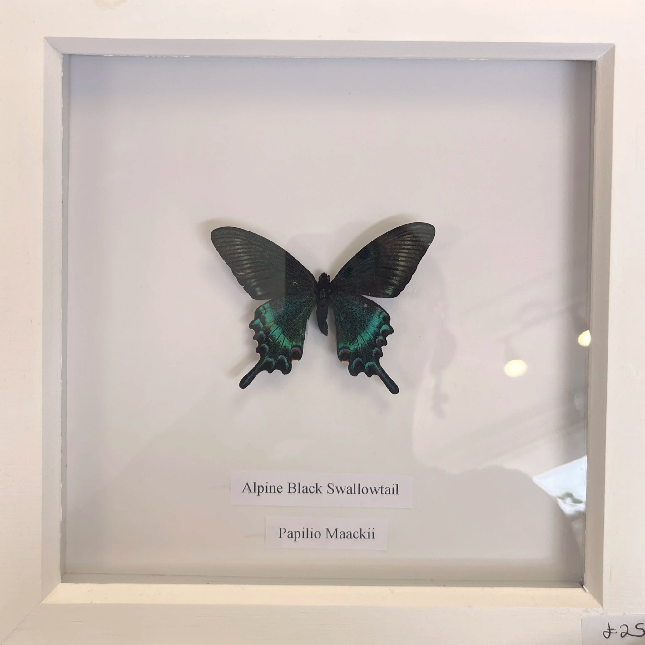 A display of a butterfly specimen labeled 'Alpine Black Swallowtail' and 'Papilio Maackii'.