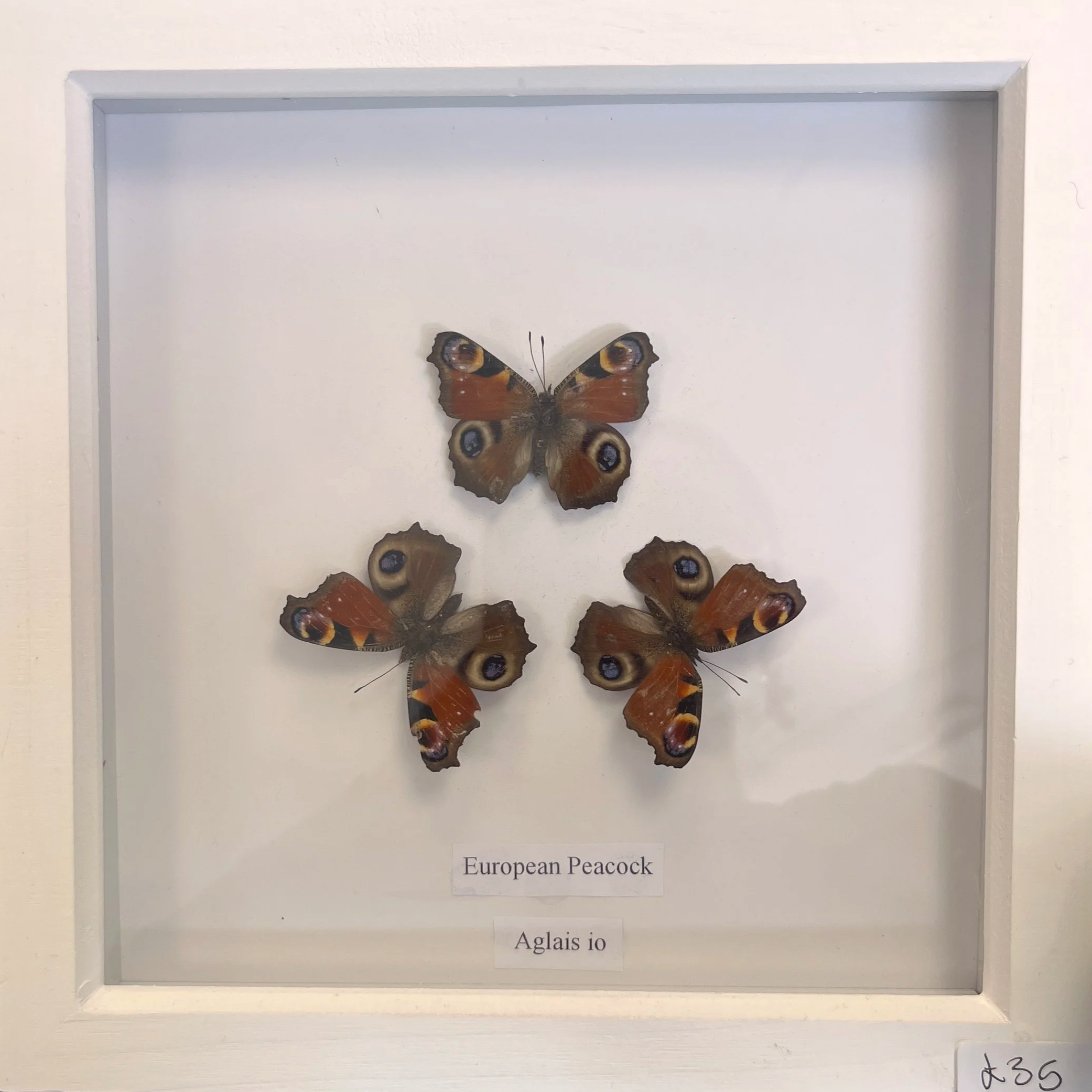 Display of a butterfly with black, orange, and eye-like patterns on its wings, labeled "European Peacock" and "Aglais io" with a price tag of $35.