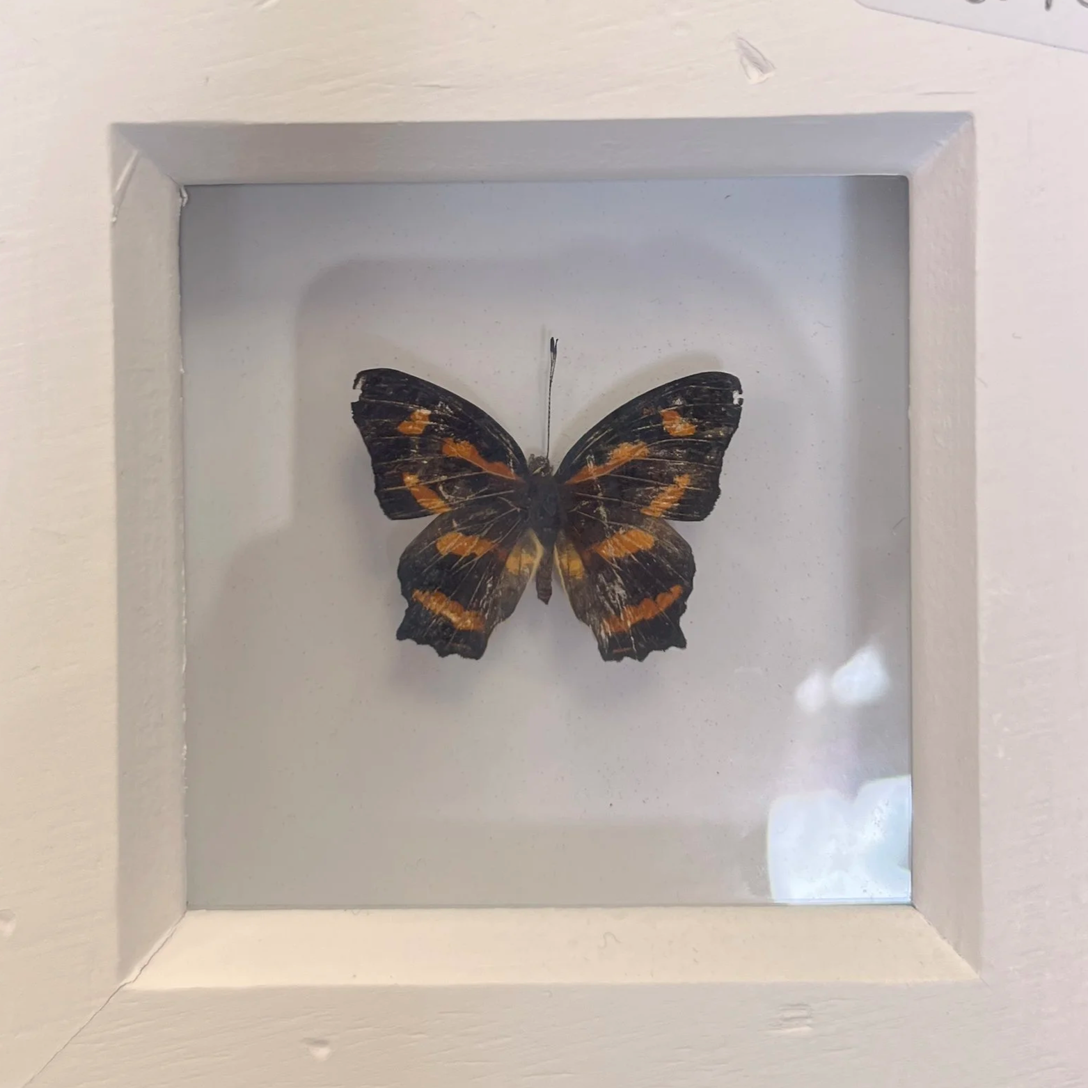 A butterfly with black and orange wings displayed in a white shadow box.