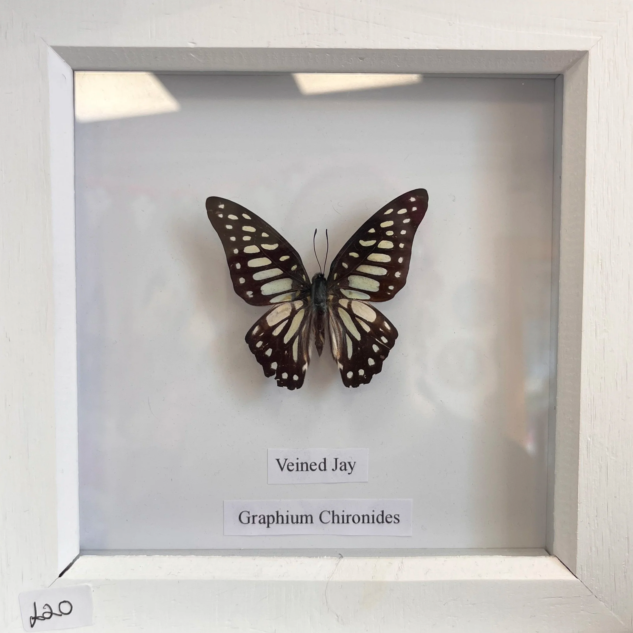 A framed display containing a preserved butterfly with dark brown wings decorated with cream-colored spots. There are labels beneath the butterfly, one reading "Veined Jay" and the other "Graphium Chironiodes."