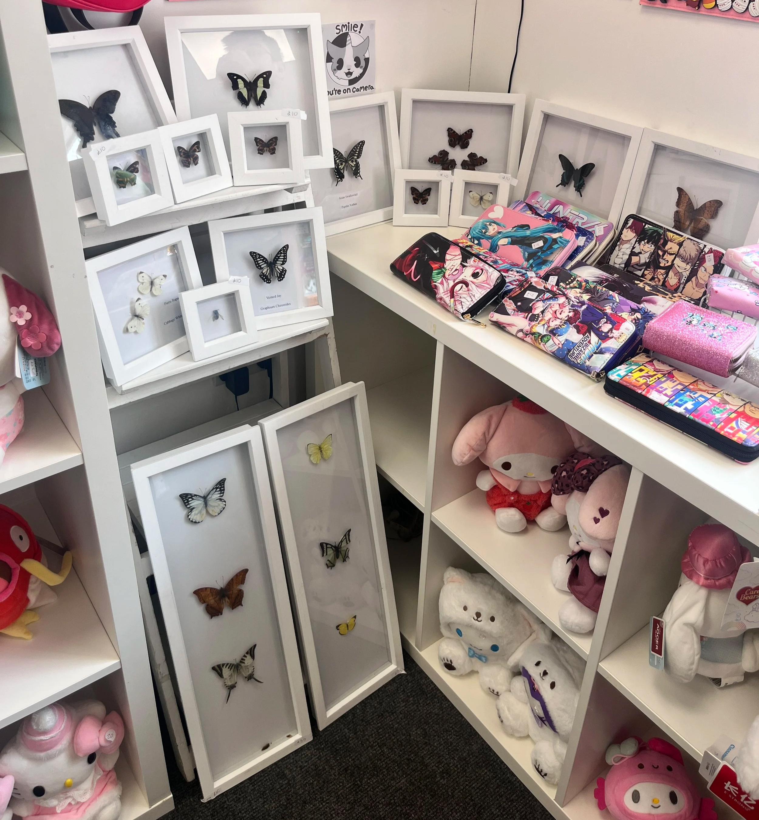 Display of framed butterfly and moth specimens, plush toys, and anime-themed pouches on white shelves in a retail store.