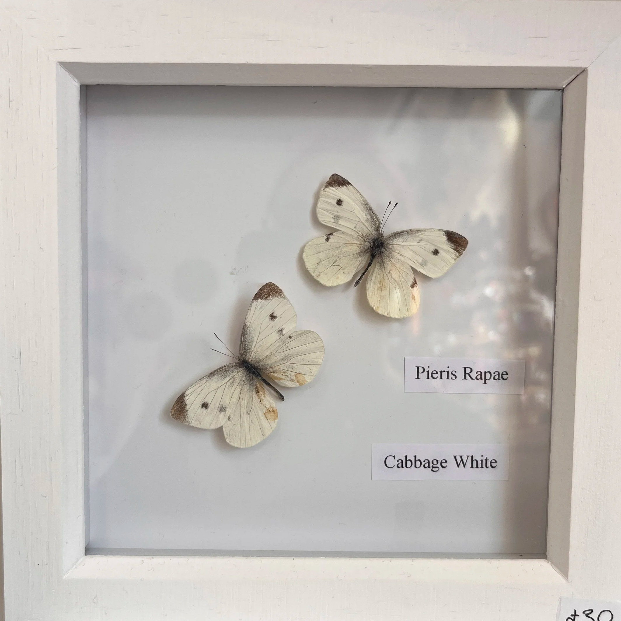 A display box with a white butterfly inside. There are labels that read 'Pieris Rapae' and 'Cabbage White'.