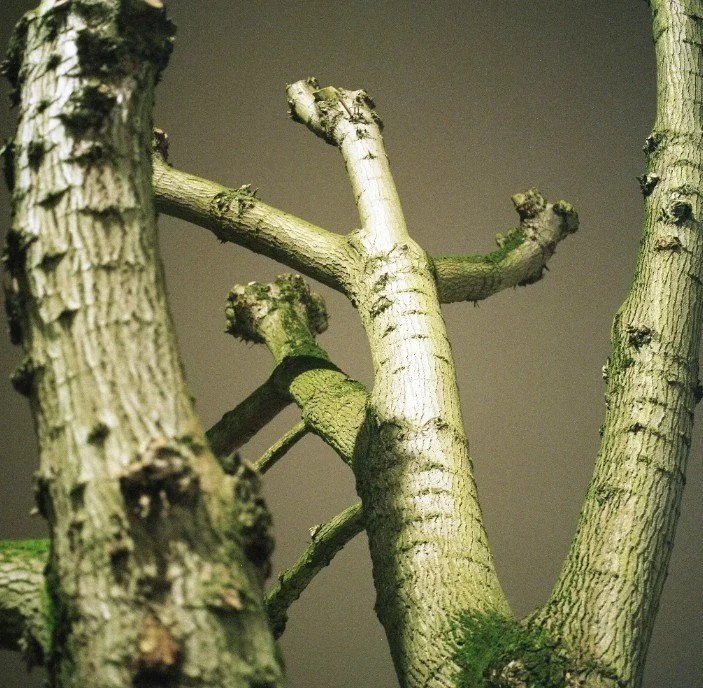 NINA B
The Book of Trees, 2024
Satin Photo Rag (Giclée print)
ASK