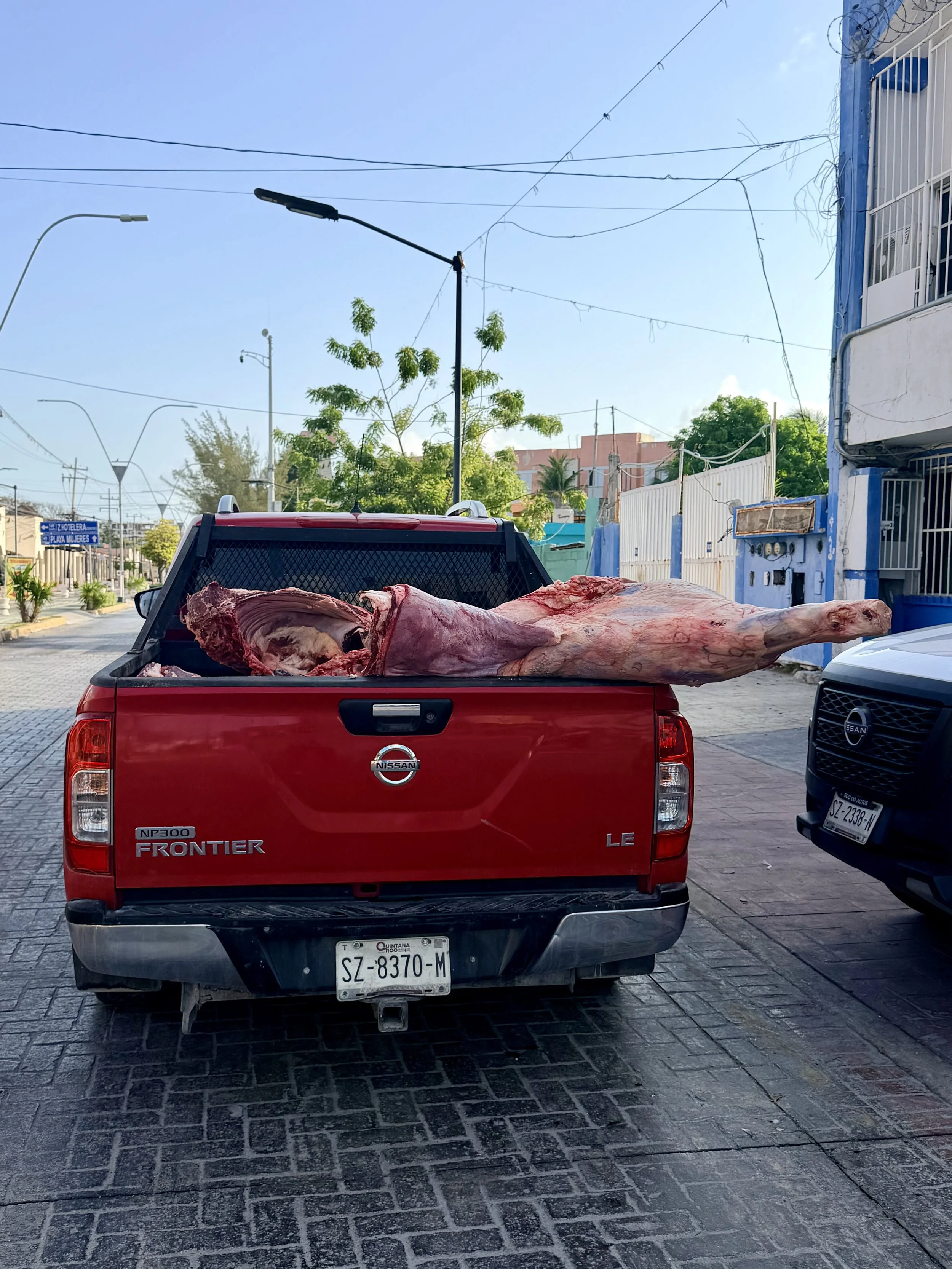 The image shows the back of a red Nissan Frontier pickup truck carrying a large piece of raw meat in its truck bed, parked on a paved street in a neighborhood with trees, buildings, and overhead power lines under a clear blue sky.