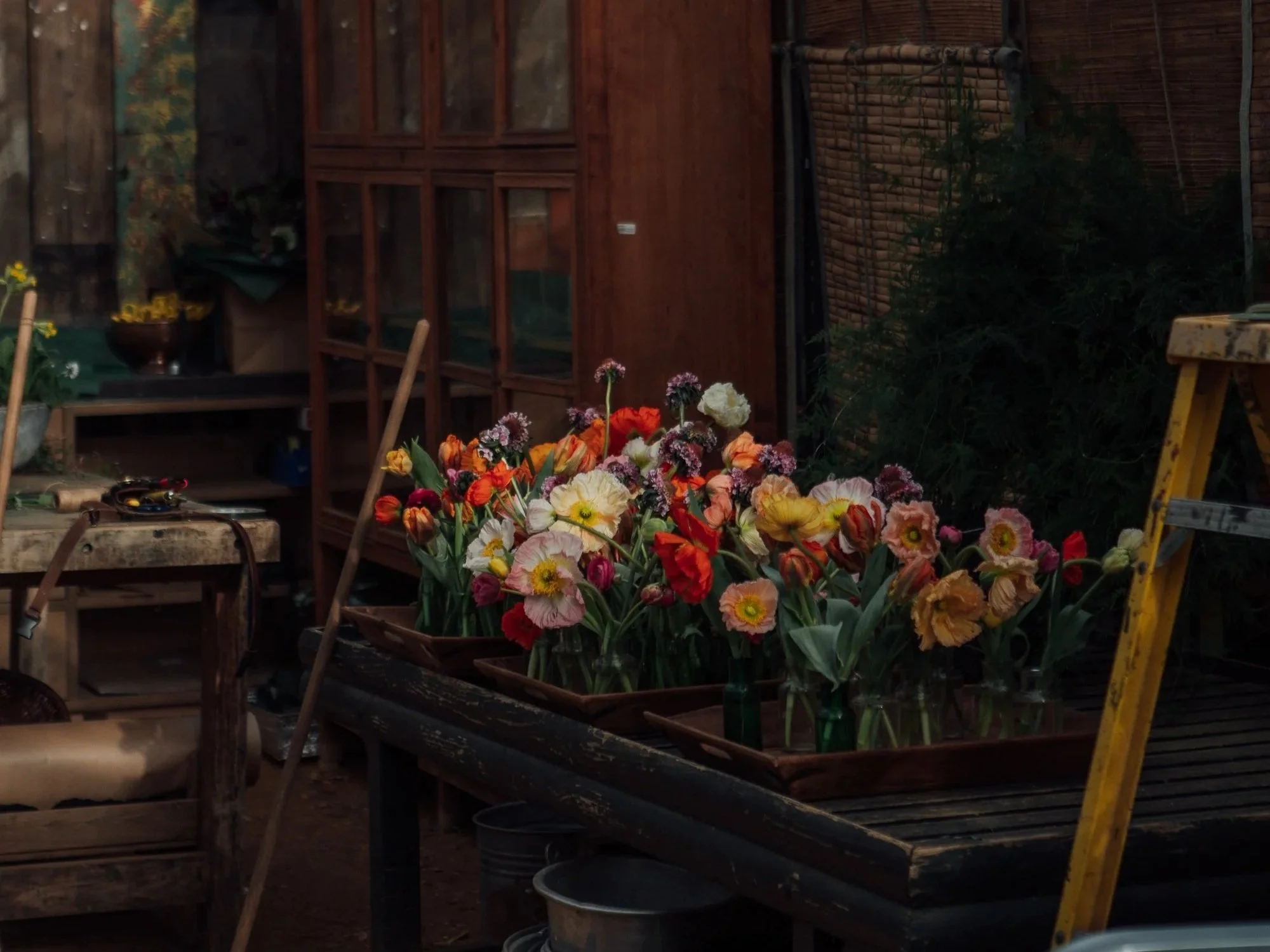 Bloom-HelenaDolby-9166.jpg