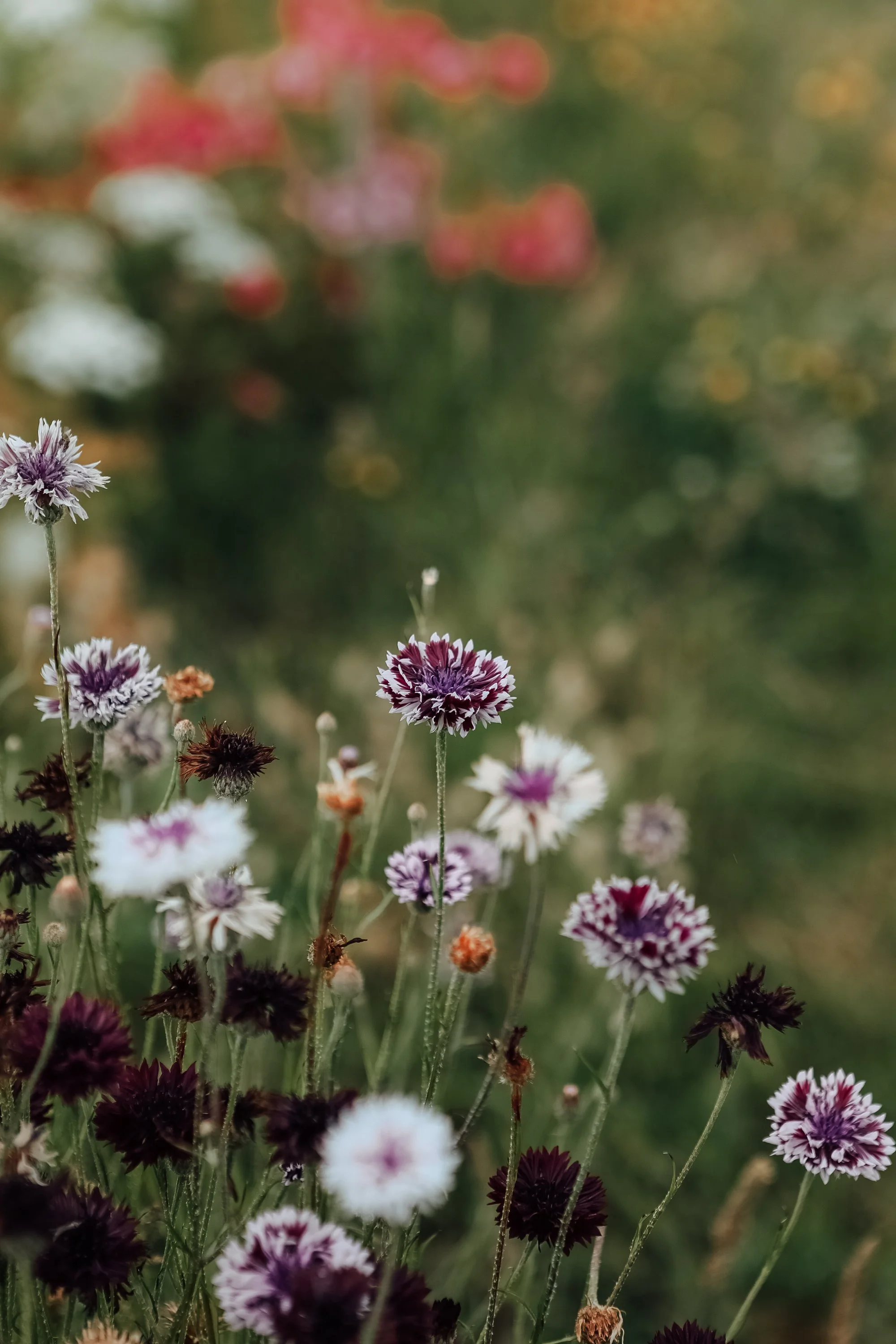 WEAREGROW-HD-897A9871.jpg