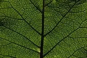 Growth Dynamics in Wealth Management: RIA Platform Opportunities