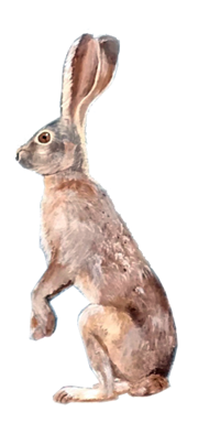 A rabbit standing upright with its ears extended forward. This is part of the Oracle of Rewilding's illustrations.