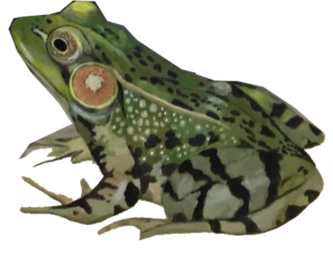 Green and black spotted frog sitting on the ground. This is part of the Oracle of Rewilding's illustrations.