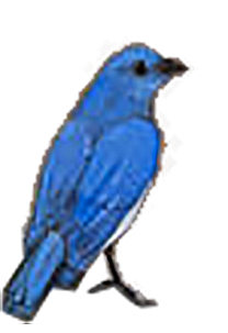 Blue bird with black eyes and small black beak, standing on a surface. This is part of the Oracle of Rewilding's illustrations.