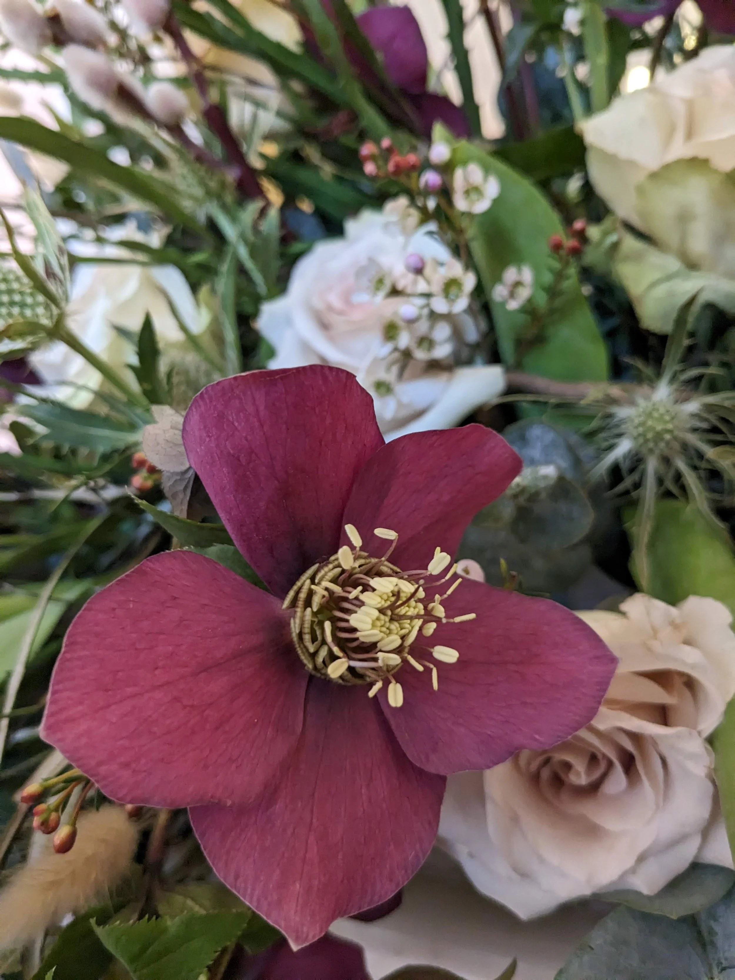 Close-up of a pink hellebore flower with yellow stamens, surrounded by various green leaves and other flowers in the background.