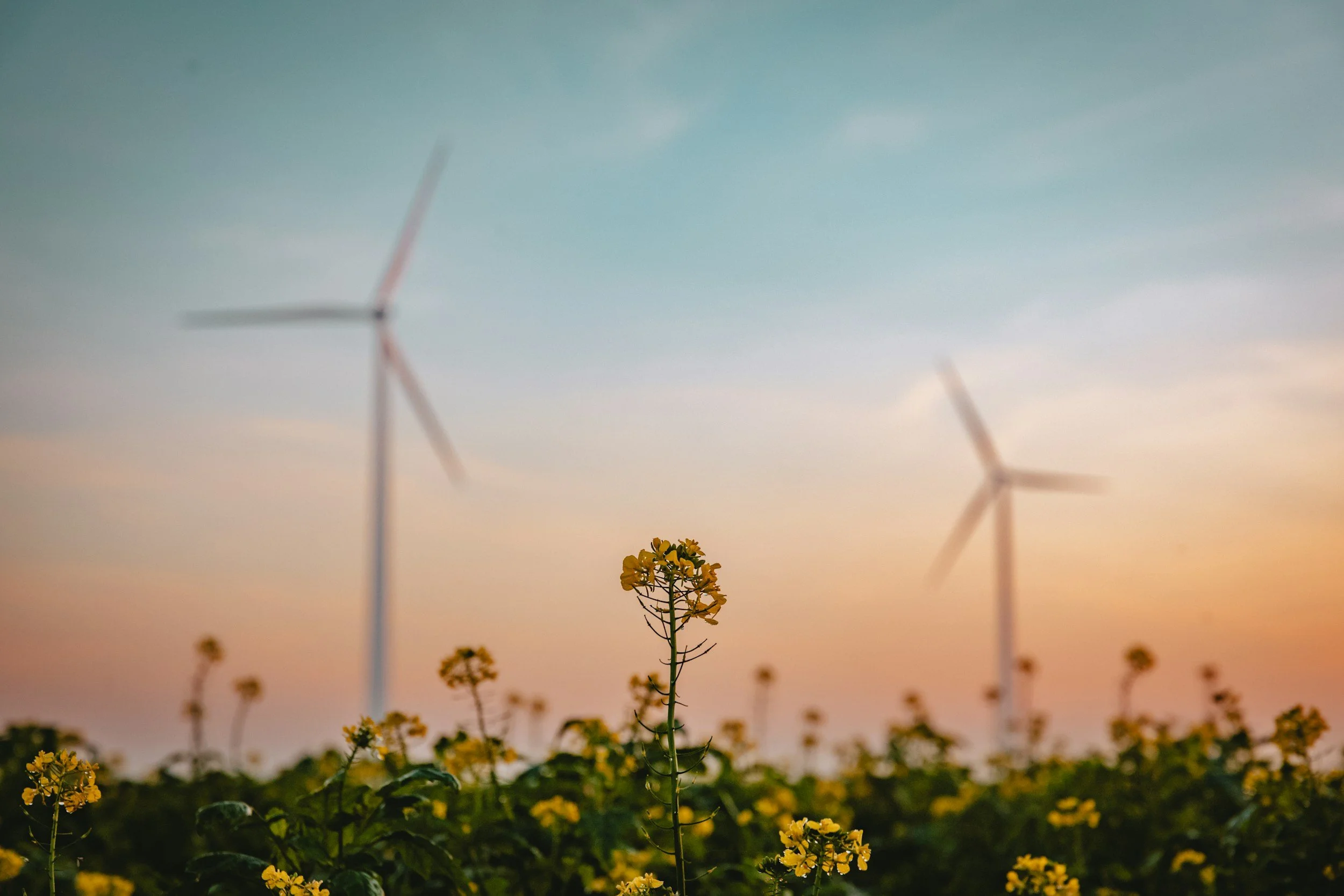 A yellow flower in the foreground with wind turbines in the background during sunset or sunrise.
