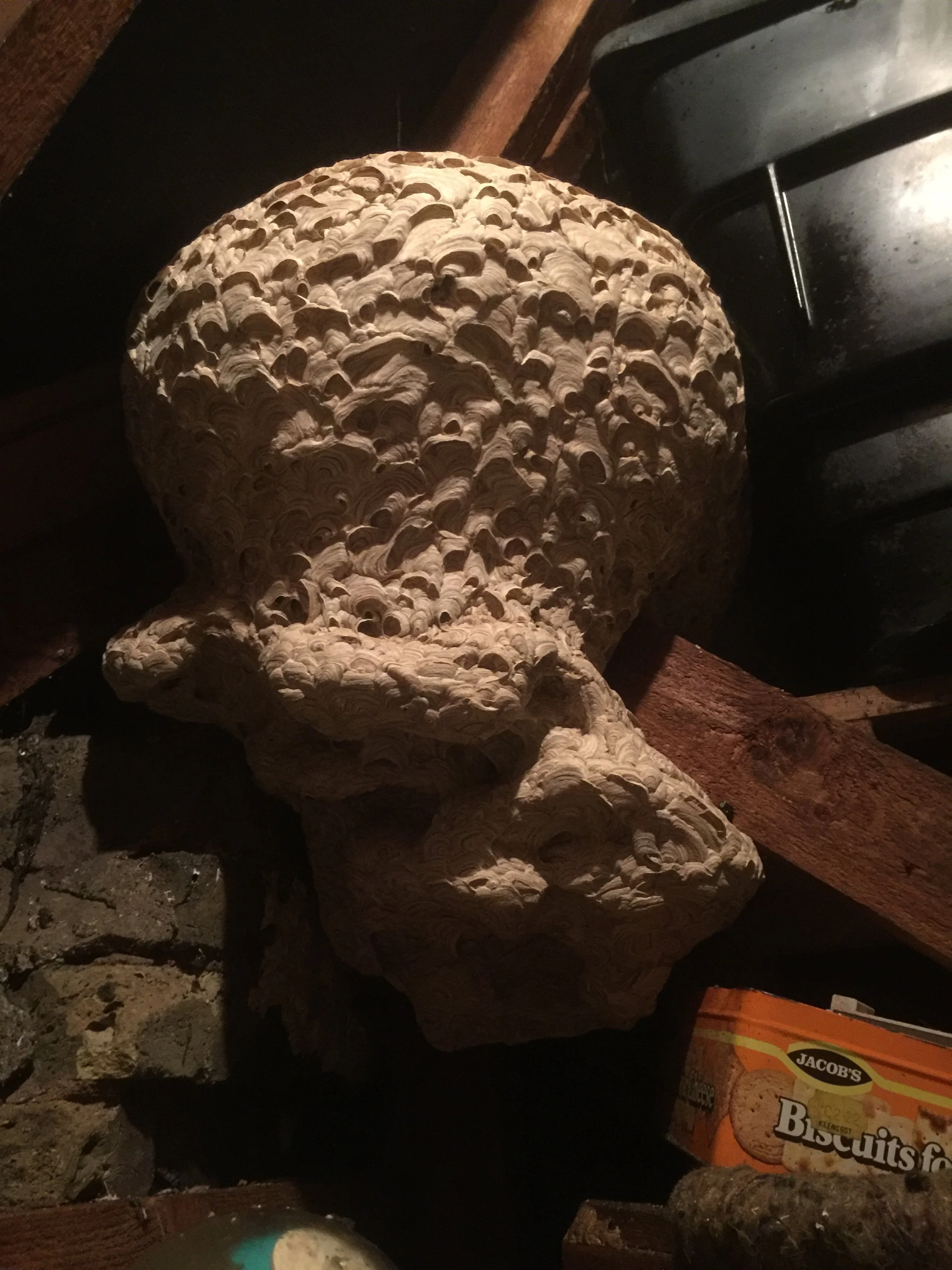 Wasp & Hornet Nest Treatment