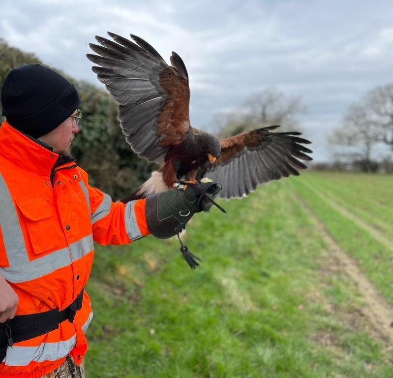 A person in an orange safety jacket and black beanie holding a bird of prey on their gloved hand in a field.