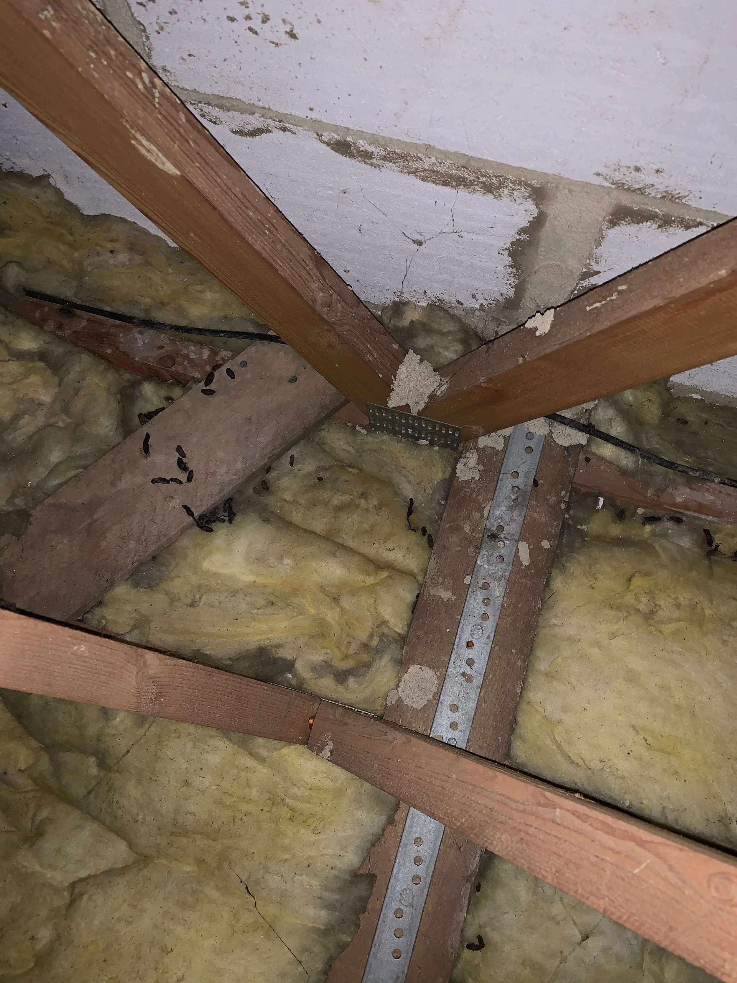 The image shows an interior view of a building's ceiling with insulation, rat droppings, wooden beams, drywall, and metal framing.