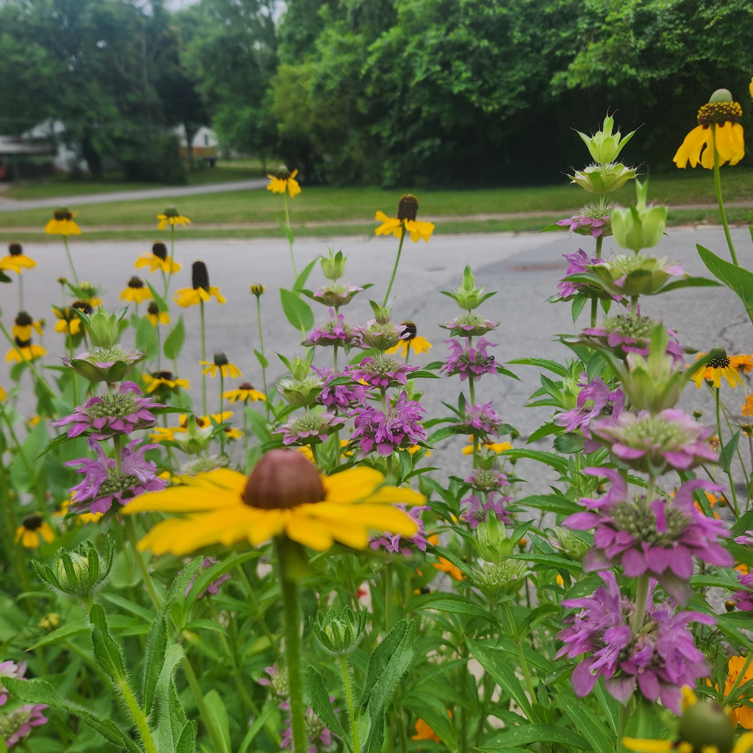 Close-up of colorful flowers including yellow, pink, and purple blooms in a garden with trees and a street in the background.