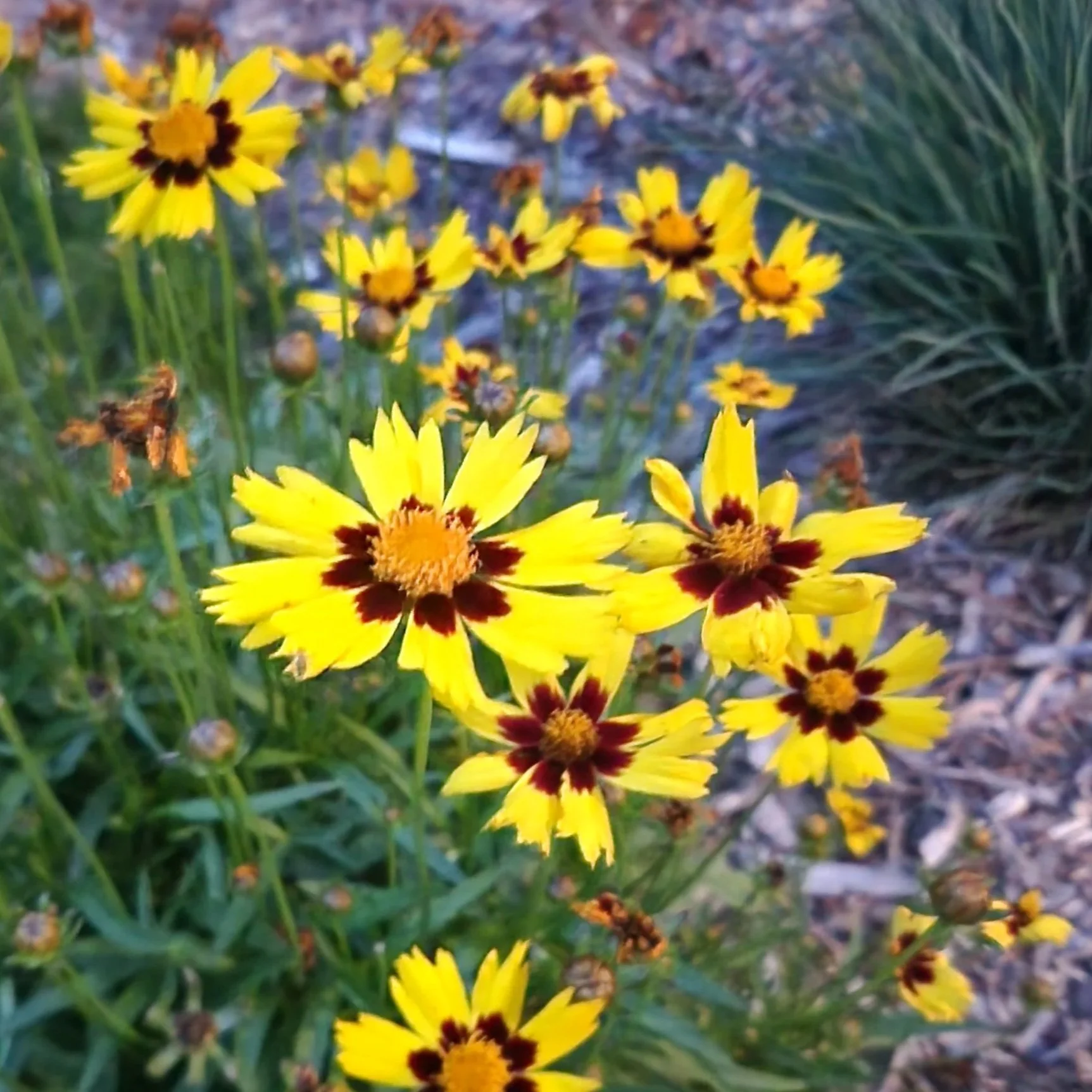 Close-up of yellow flowers with dark red centers and some dried flowers on green stems in a garden or natural setting.