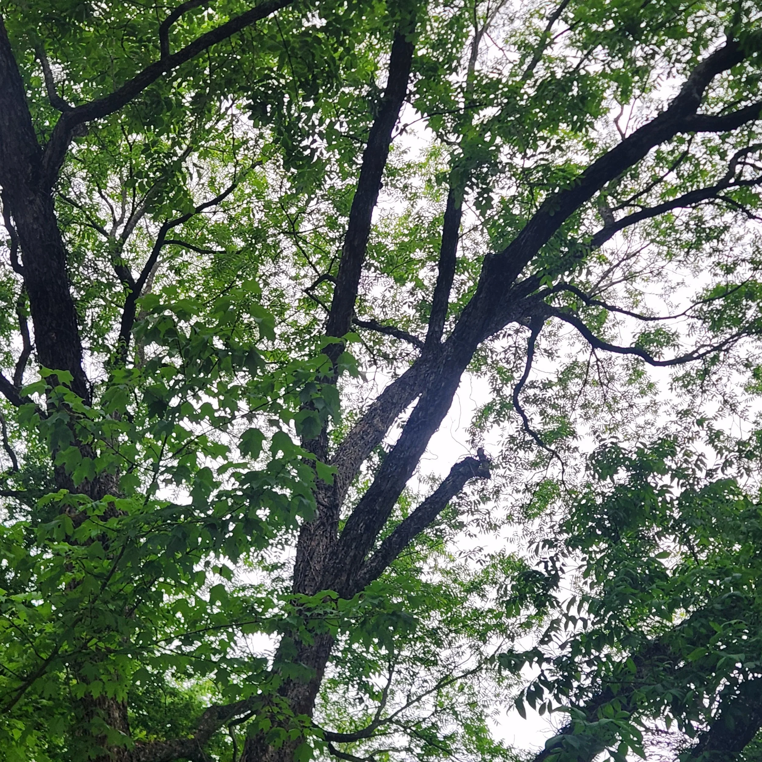 Looking up through the canopy of a leafy tree with dark branches and green leaves against a bright sky.