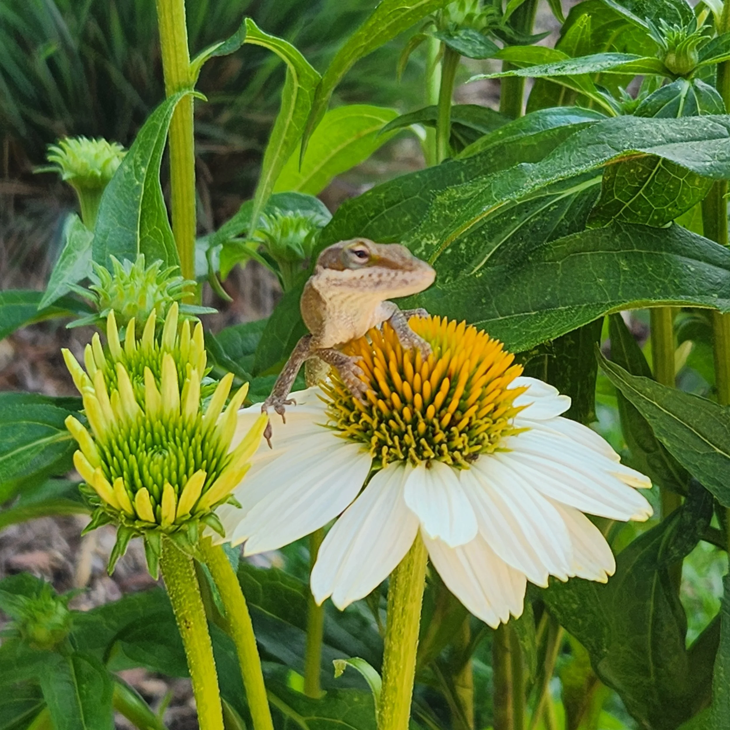 Close-up of a small dinosaur model sitting on a yellow flower surrounded by green foliage and plants.