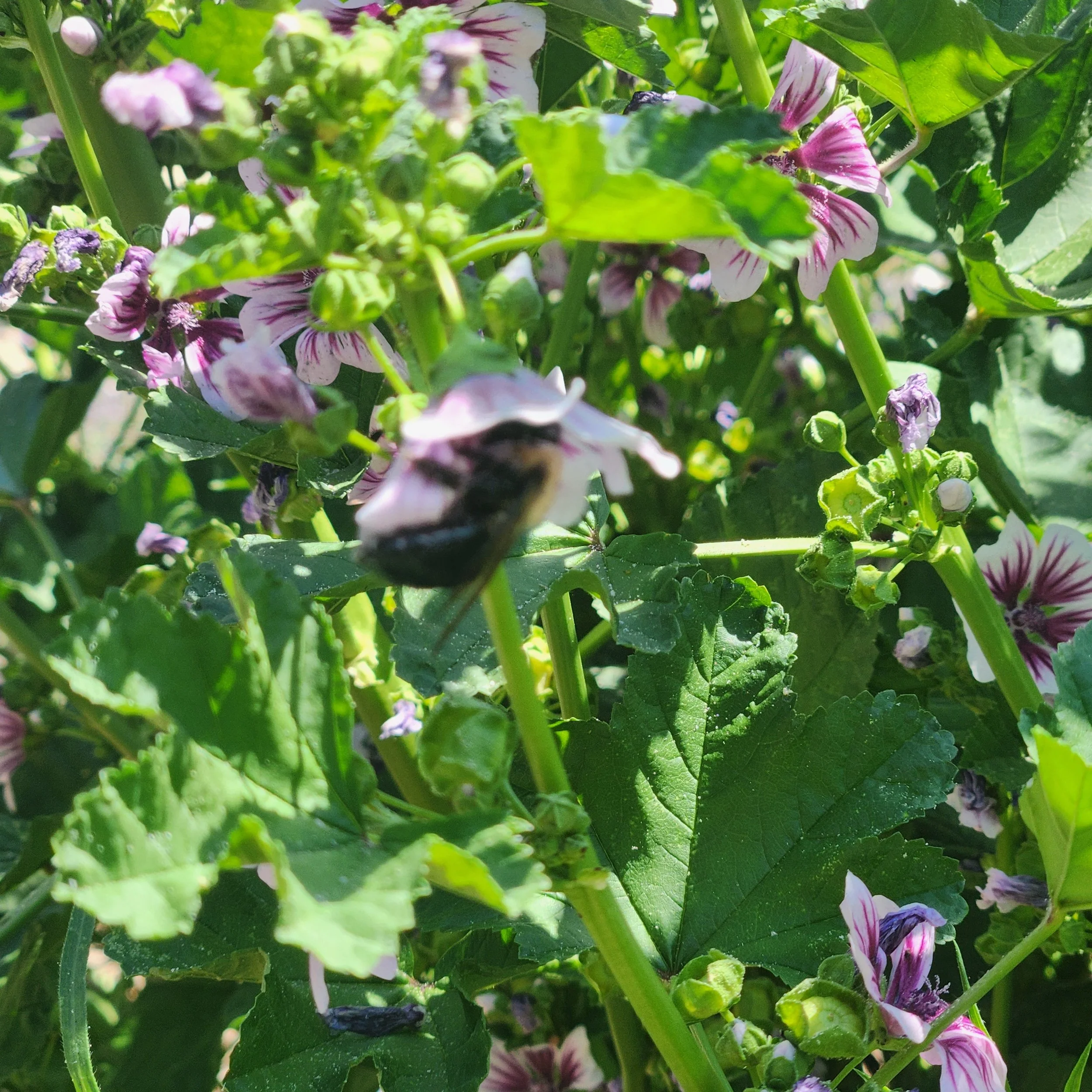 Close-up of green and purple petal flowers with green leaves and stems.