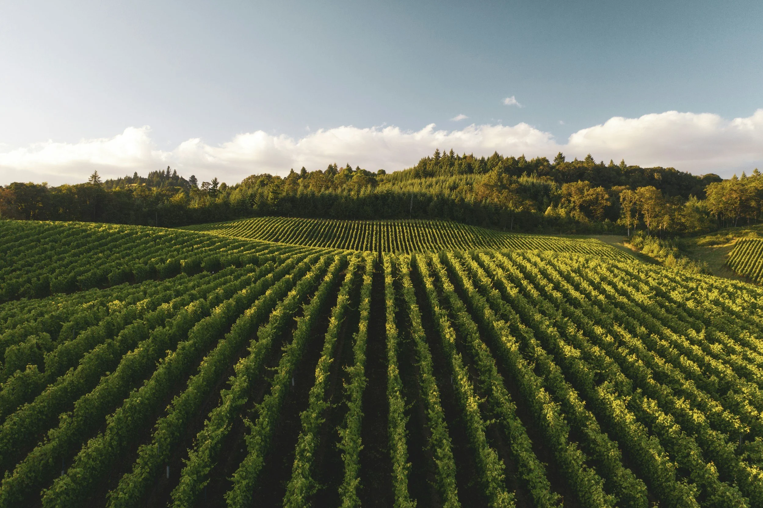 Aerial view of a vineyard with lush green rows of grapevines on rolling hills under a partly cloudy sky.