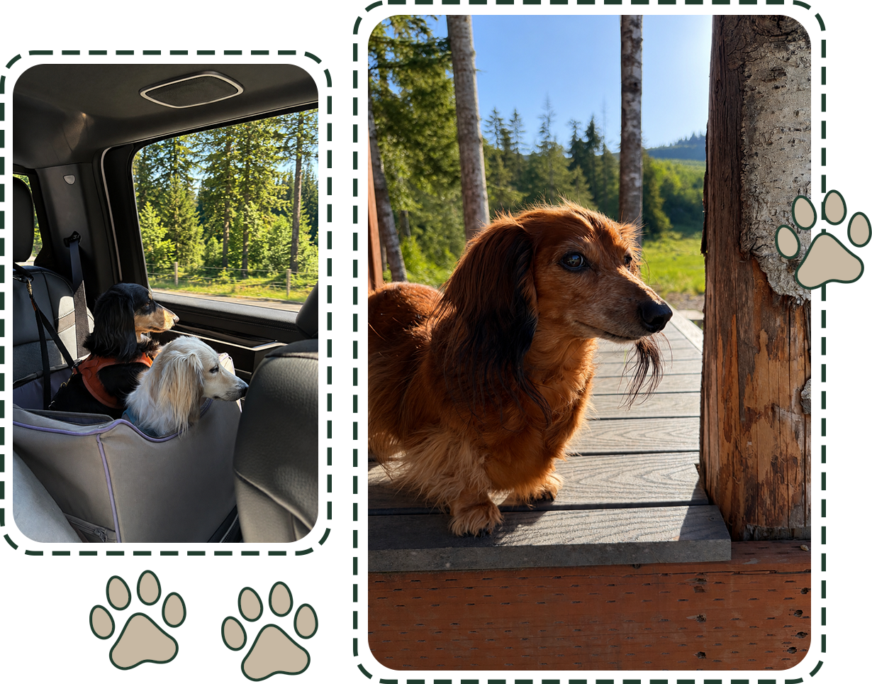 Two dogs sitting in the back of a car looking out the window at a forested landscape. Another dog standing on a wooden porch, looking into the distance with trees and a blue sky in the background.