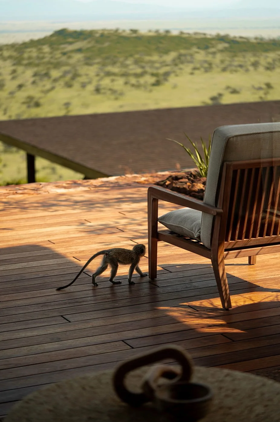 A small monkey walking on a wooden deck near a chair, with a scenic view of rolling hills and the landscape in the background.