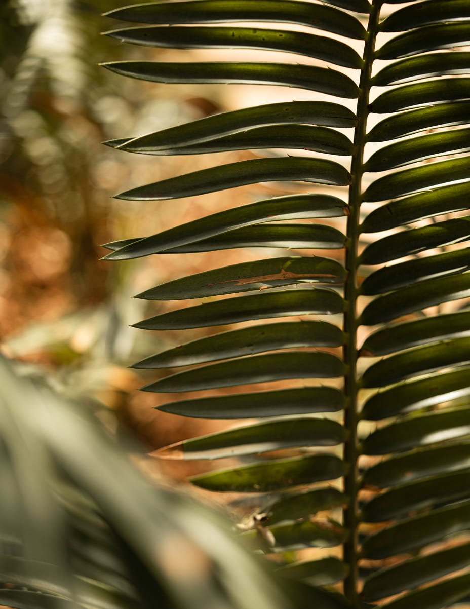 Close-up of a palm tree frond with many long, narrow, dark green leaflets against a blurred background of warm sunlight.