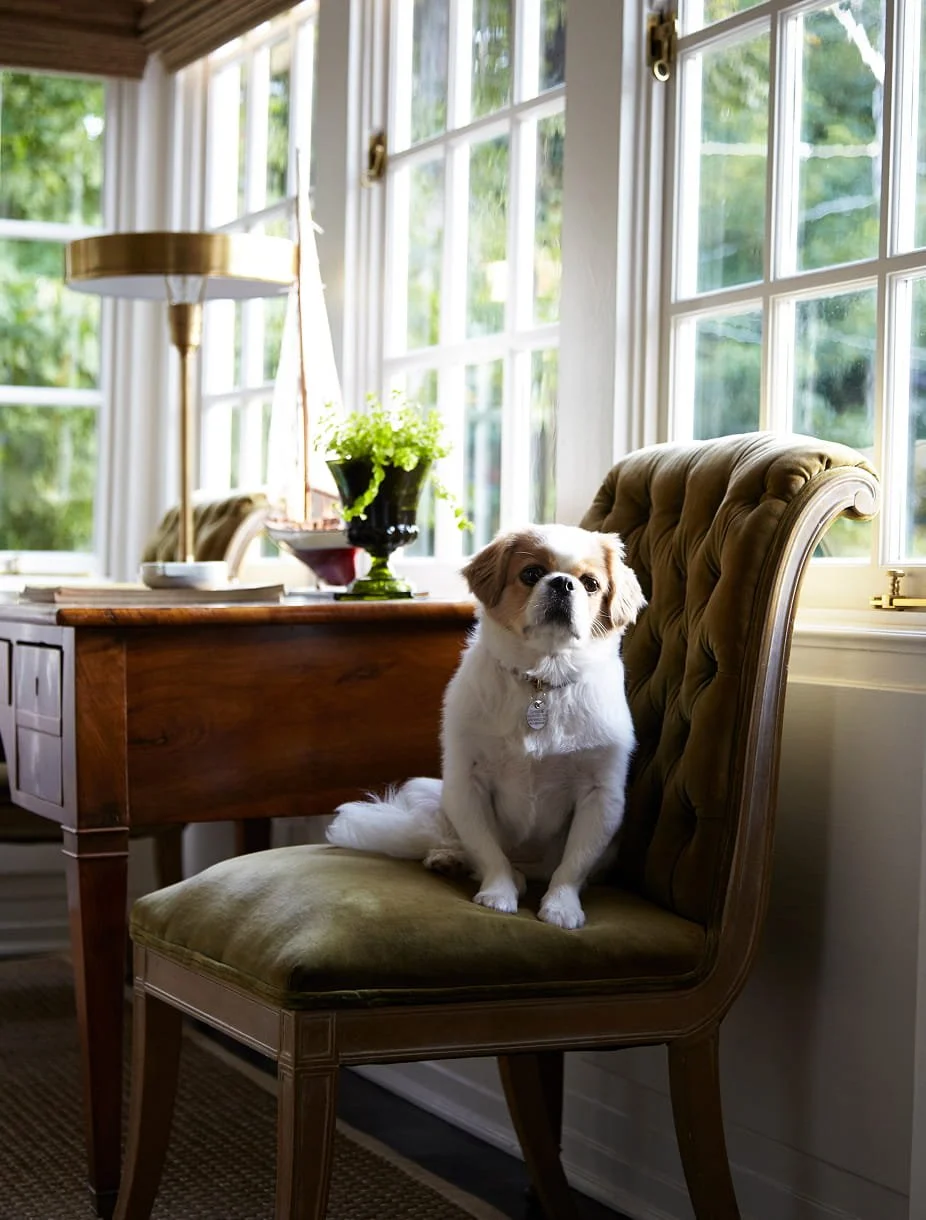 A small white and brown dog sitting on a green velvet chair next to a window in a cozy room with a wooden desk, a yellow lamp, and a black pot with green plants.