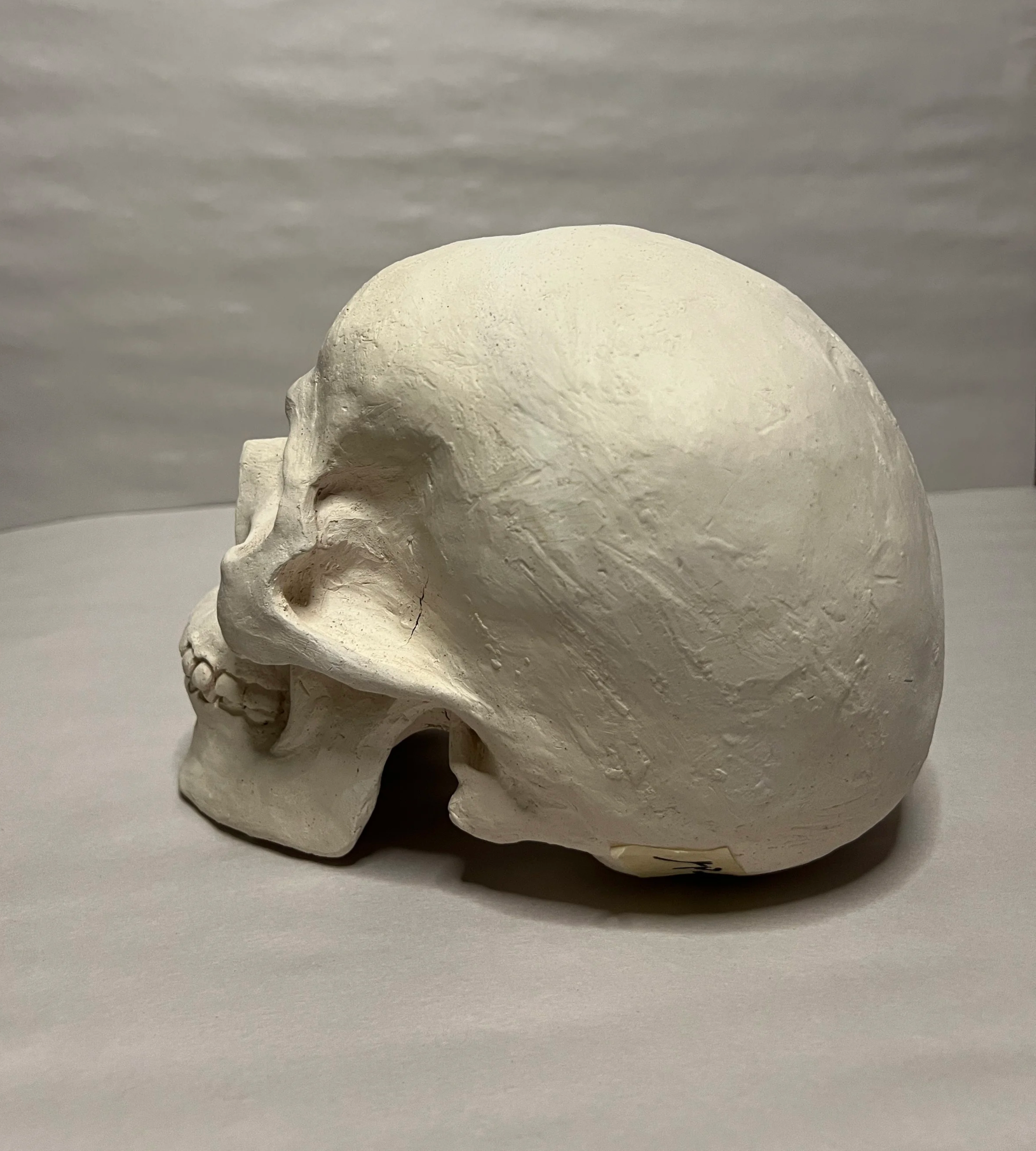 skull, roughly 7" tall- water based clay