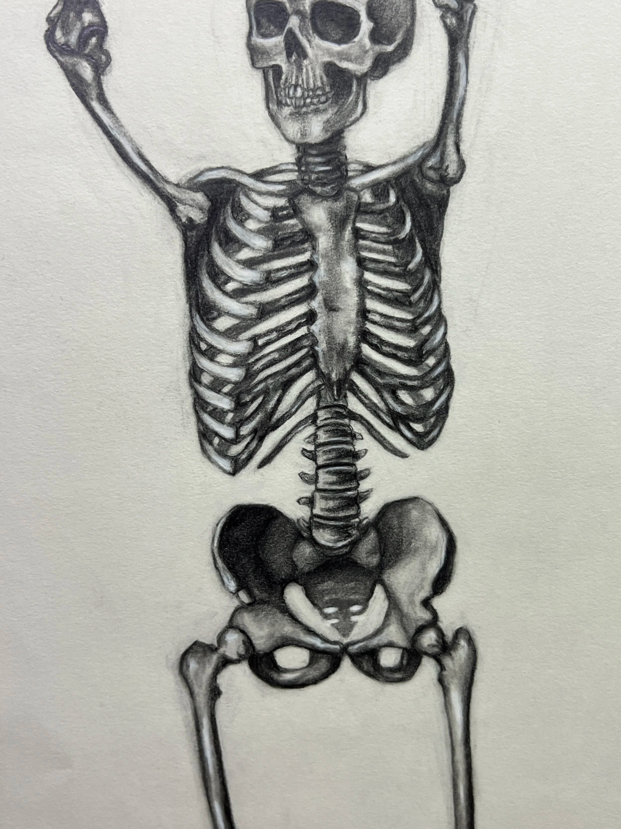 Skeleton Study Torso close up of 18"x24" drawing- graphite and charcoal pencil