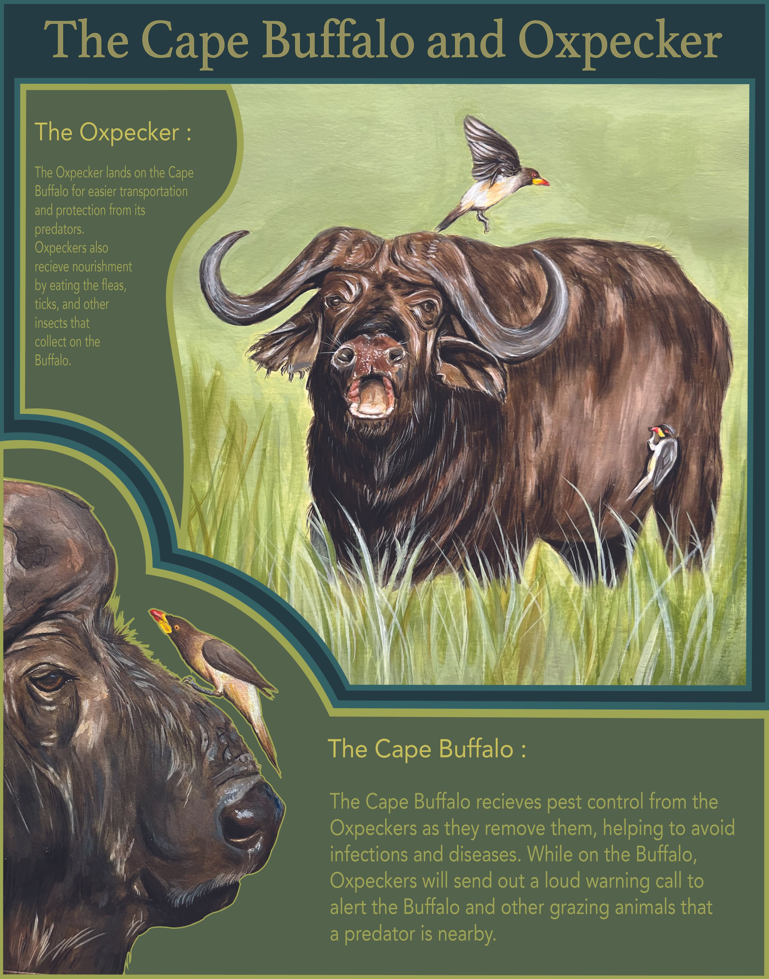 Buffalo and Oxpecker informational poster- acrylic paint for the illustrations and adobe illustrator for the formatting
