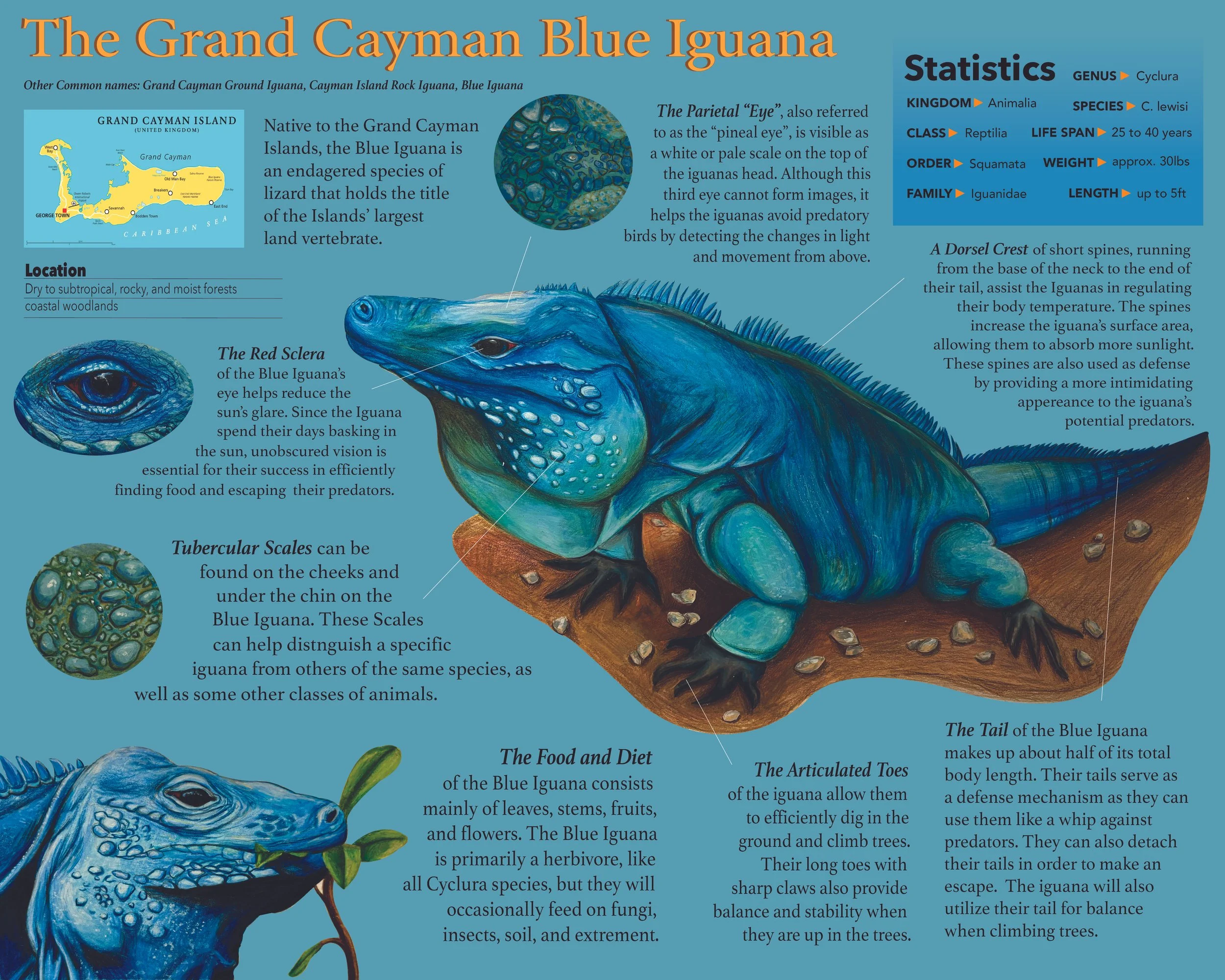 Blue Iguana Informational Poster-colored pencil and adobe illustrator
