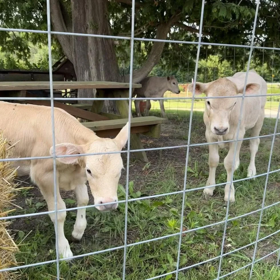 Calf Days.jpg