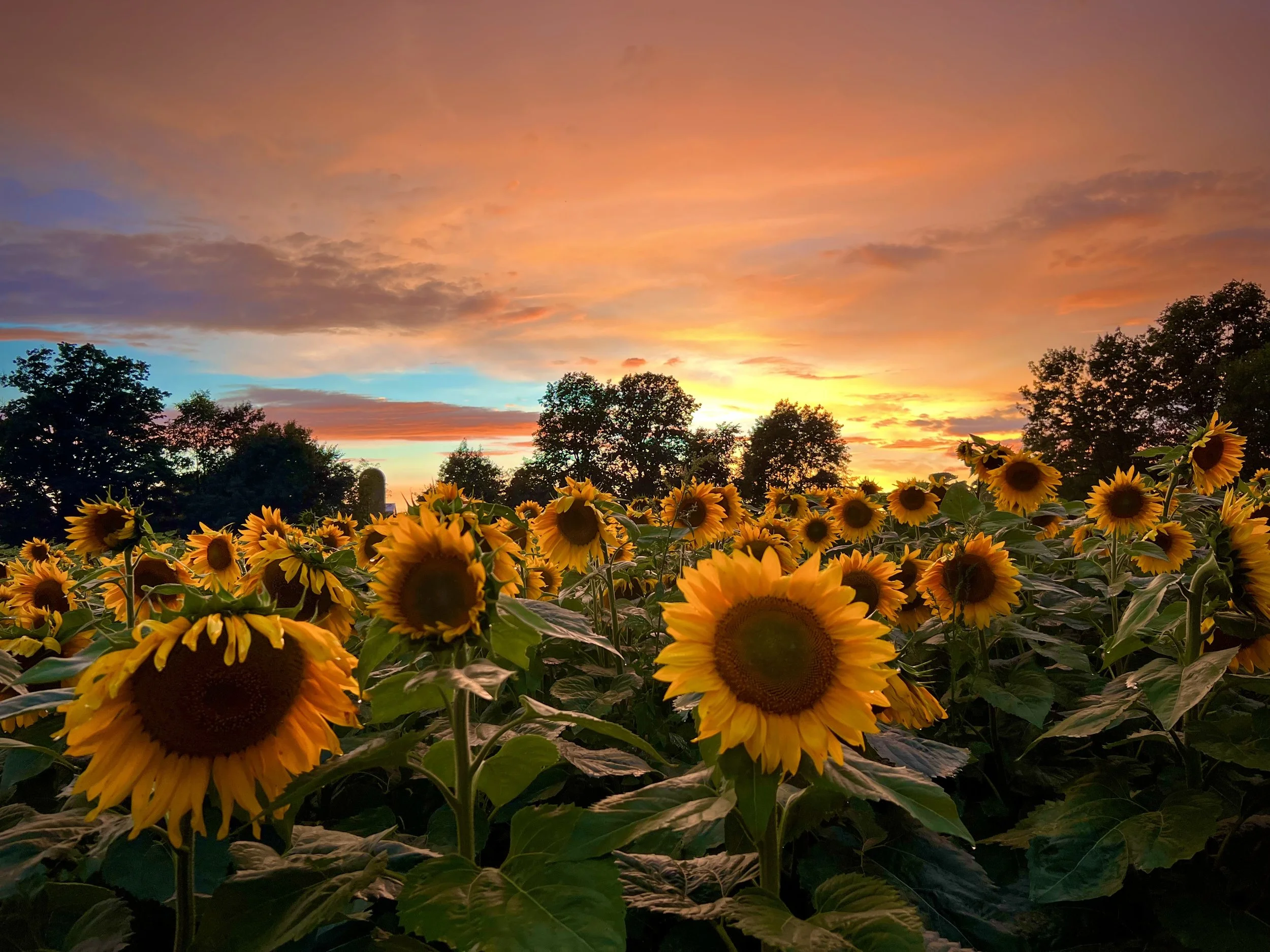 Sunflower Field Sunset_Ankley Farms.jpg