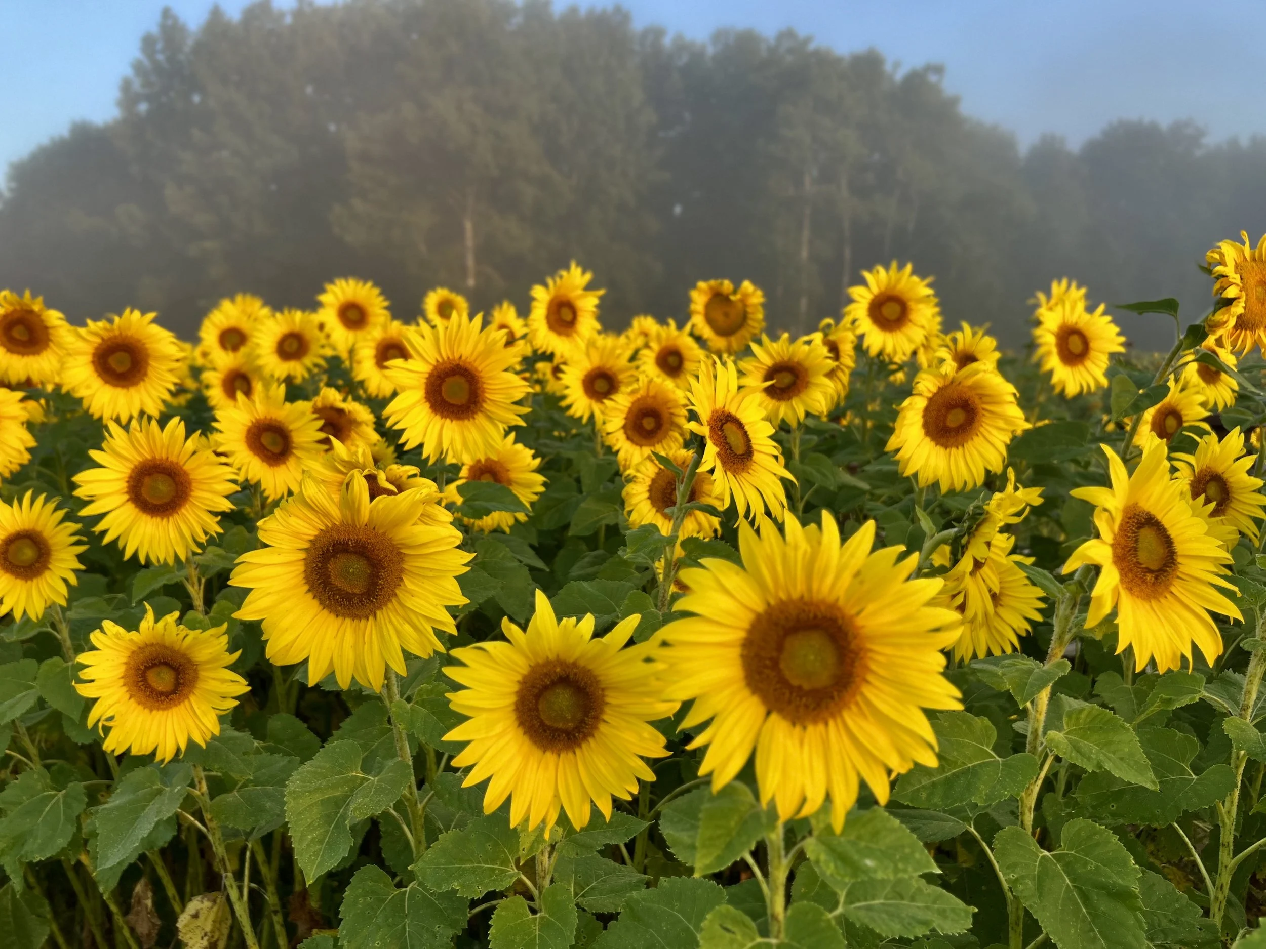 Sunflower Misty Morning_Ankley Farms.jpeg