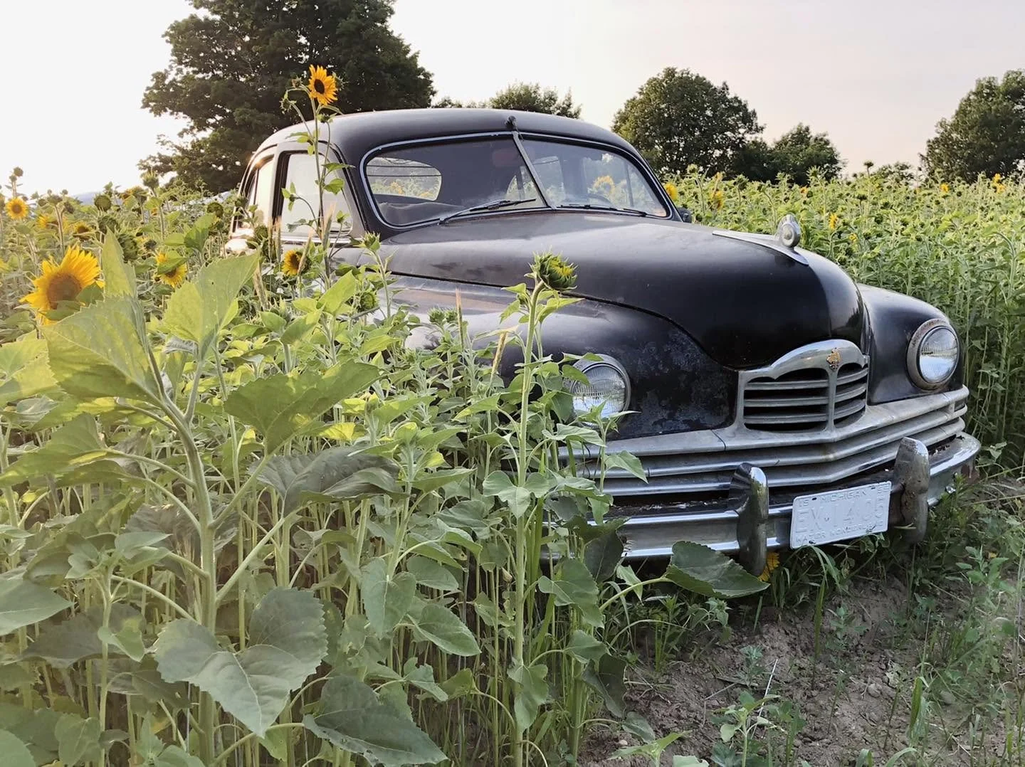 Photography_Black Car_Sunflowers_Ankley Farms.jpg