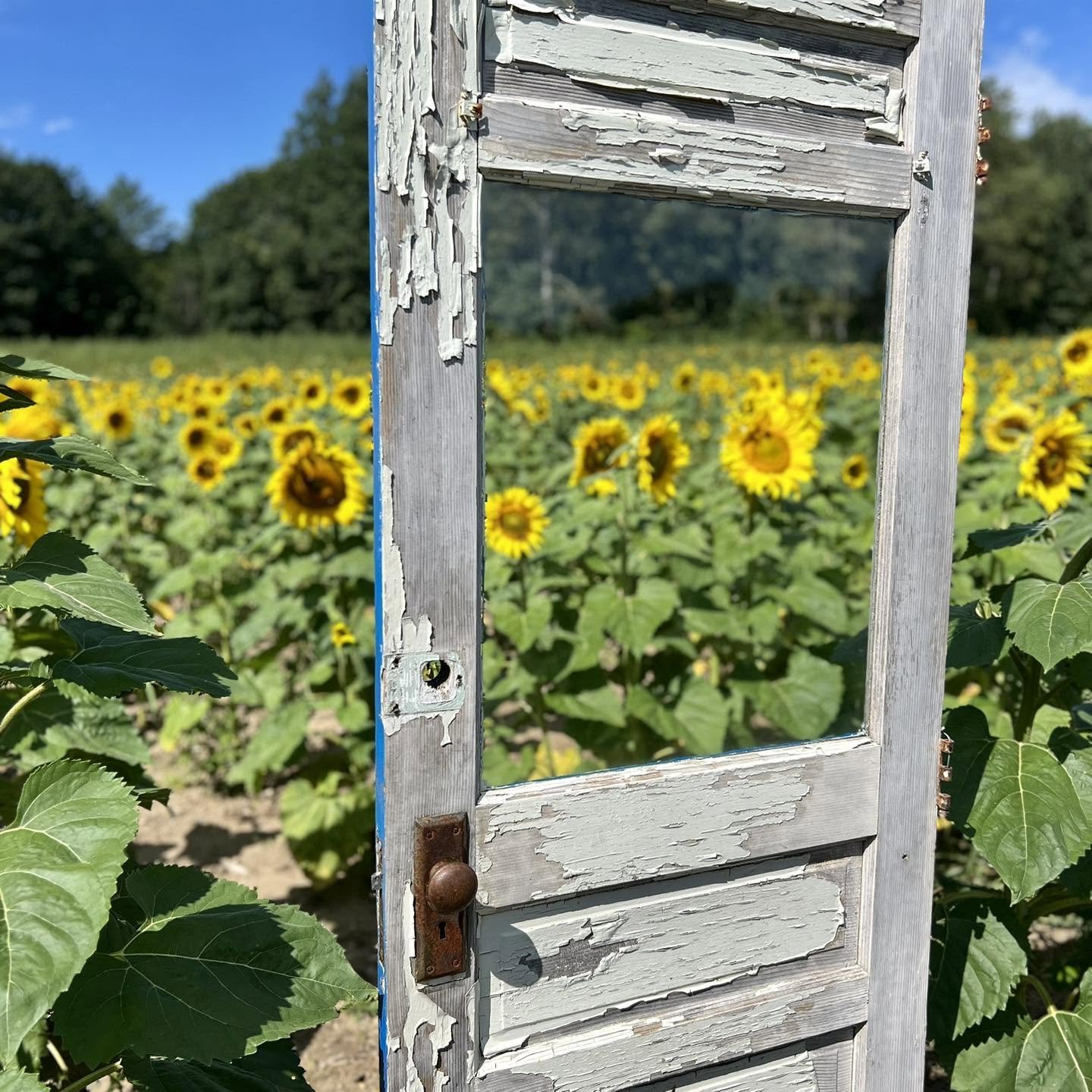 Photography_Sunflower Door-Ankley Farms.jpg