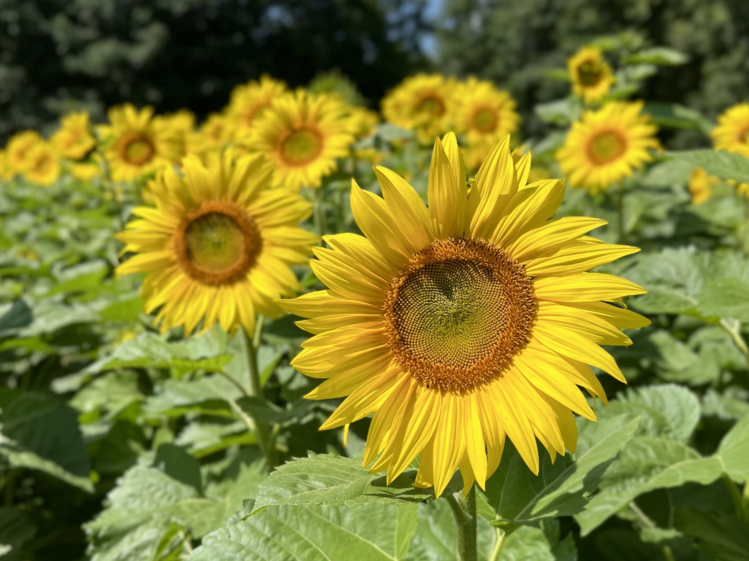 Sunflower Field Daytime Sunshine_Ankley Farms.jpeg