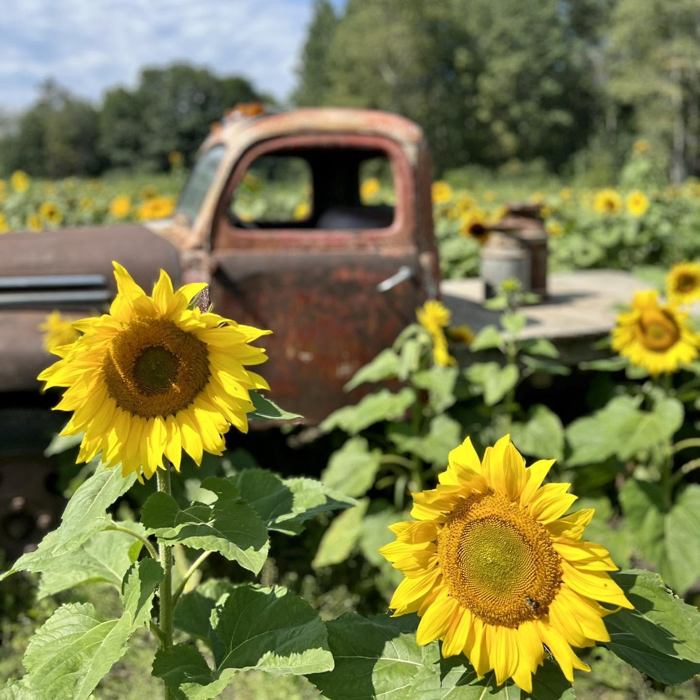 Photography_Sunflower Truck_Ankley Farms.jpg