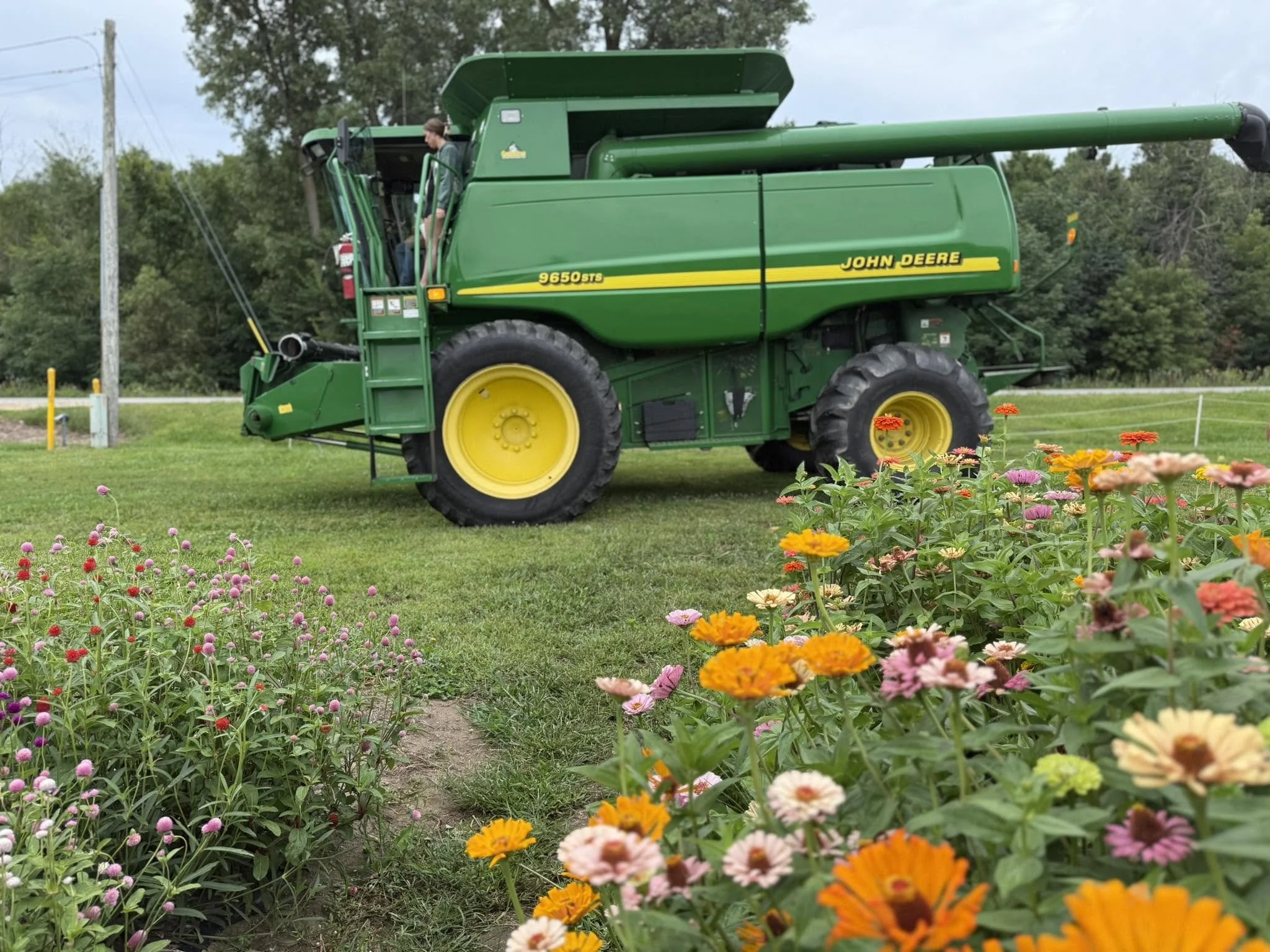 Calves & Tractors