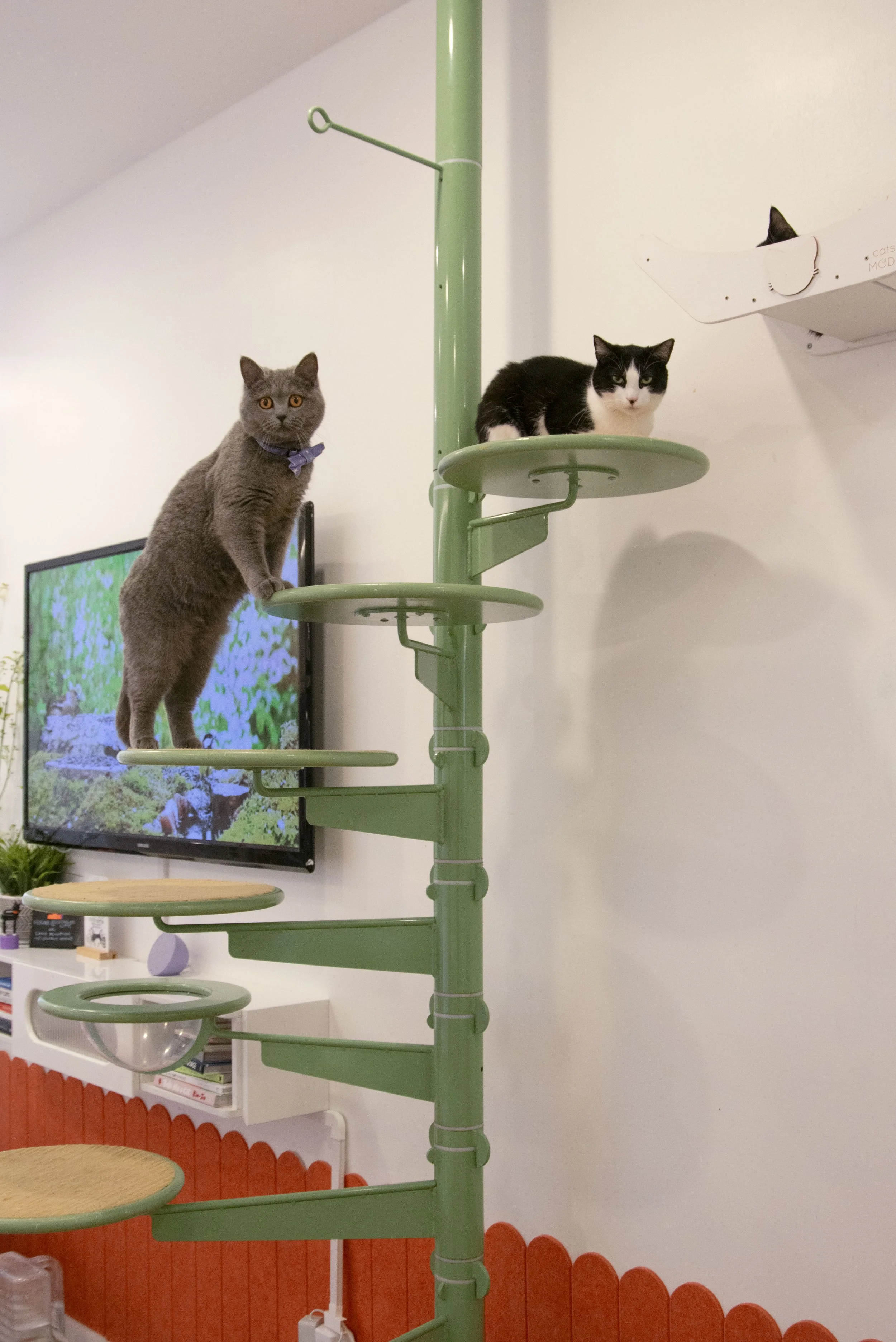 Gato1.JPG