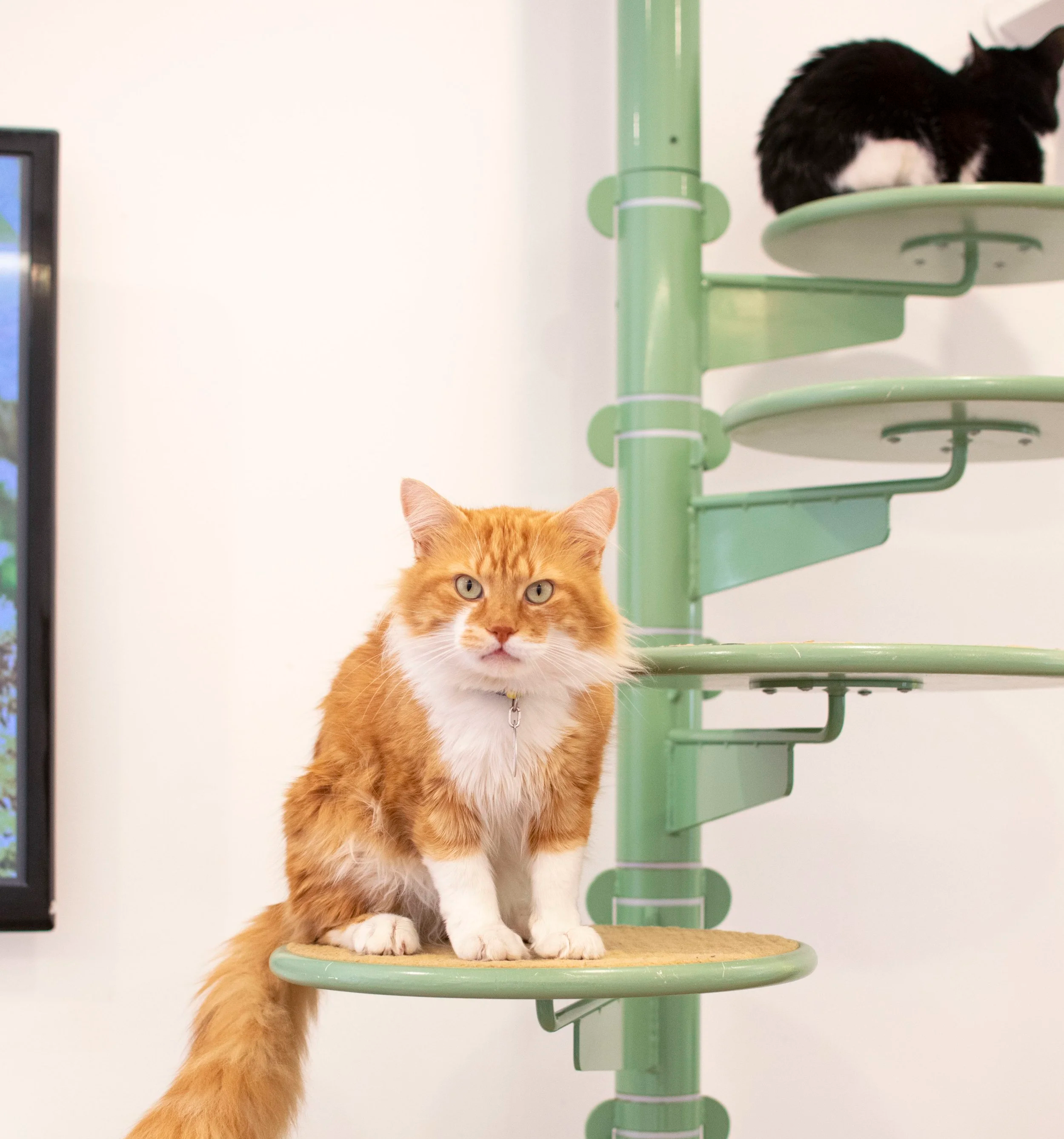 Get A Gato