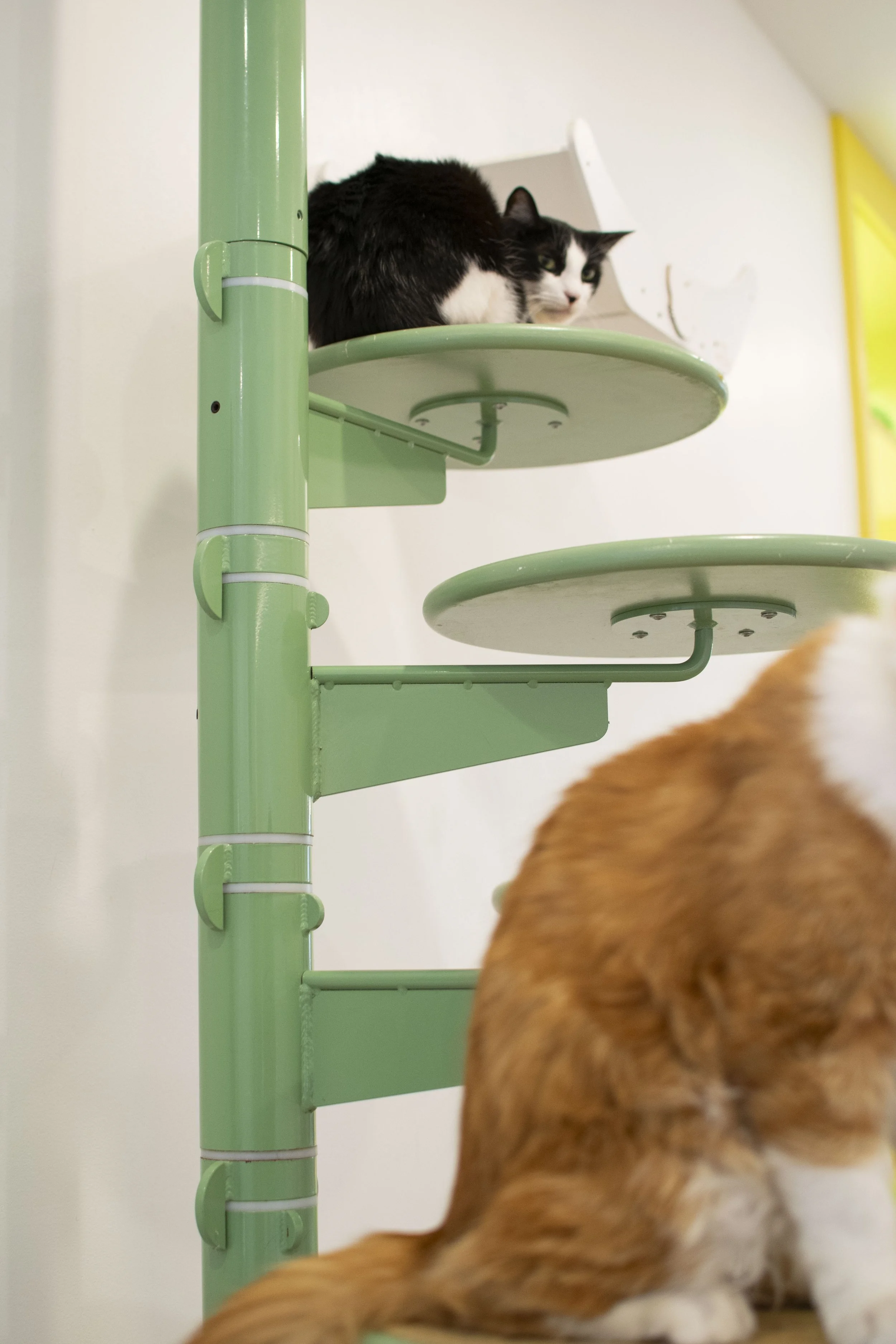 Gato4.JPG