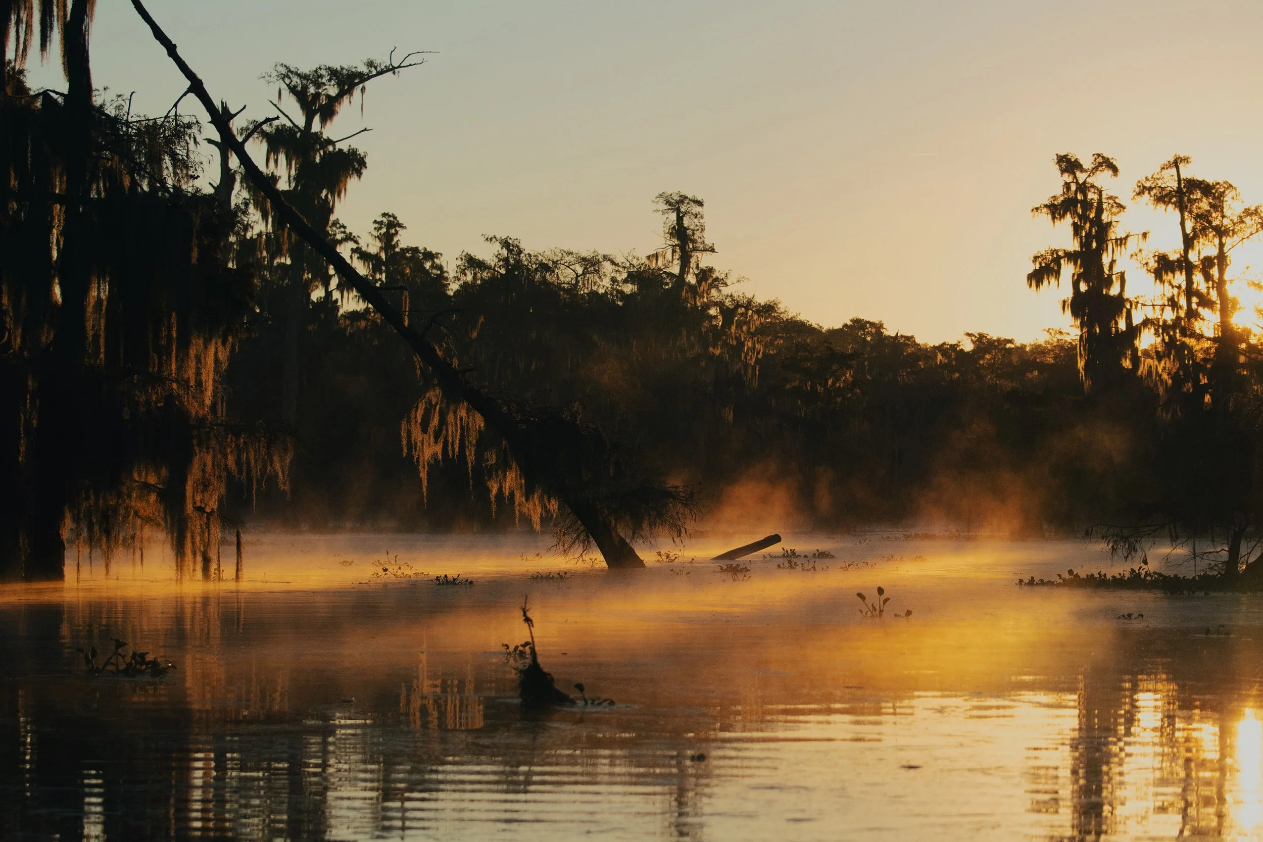 Sunrise over a swamp with tall, moss-covered trees reflected in the water.