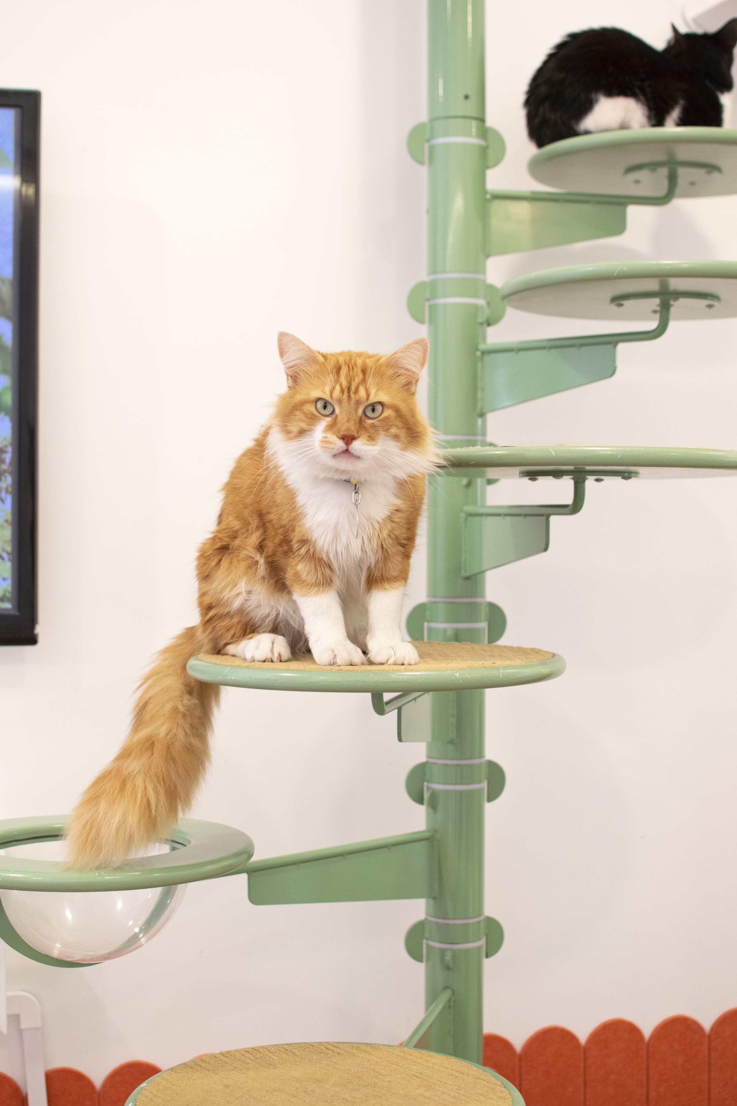 Gato3.JPG