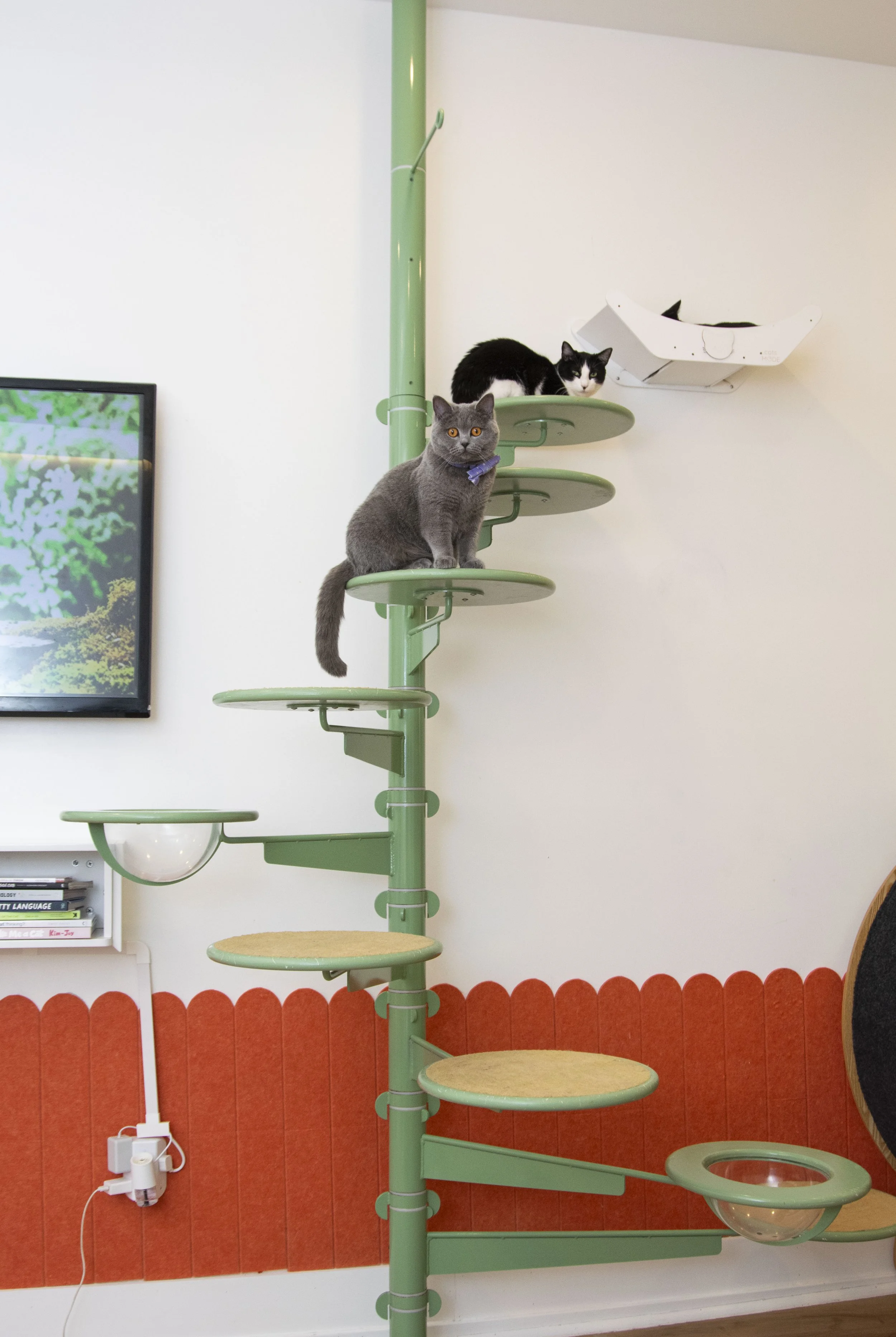 Gato2.JPG