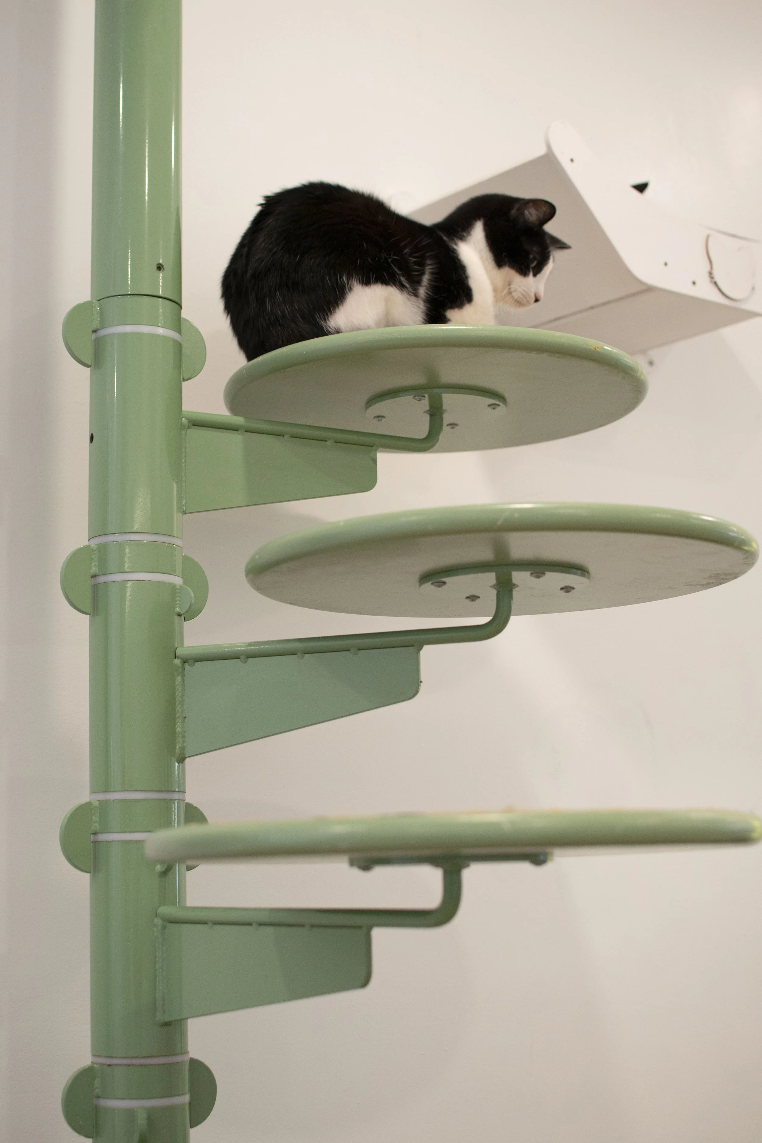 Gato8.JPG