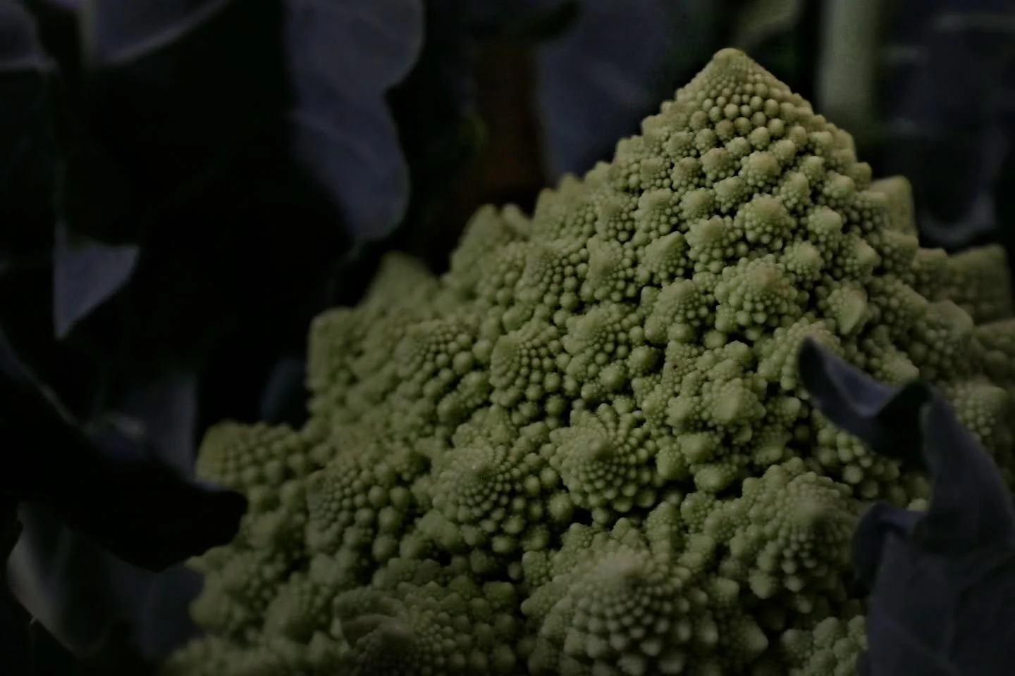 Le Mont Romanesco

#photography #foodphotography