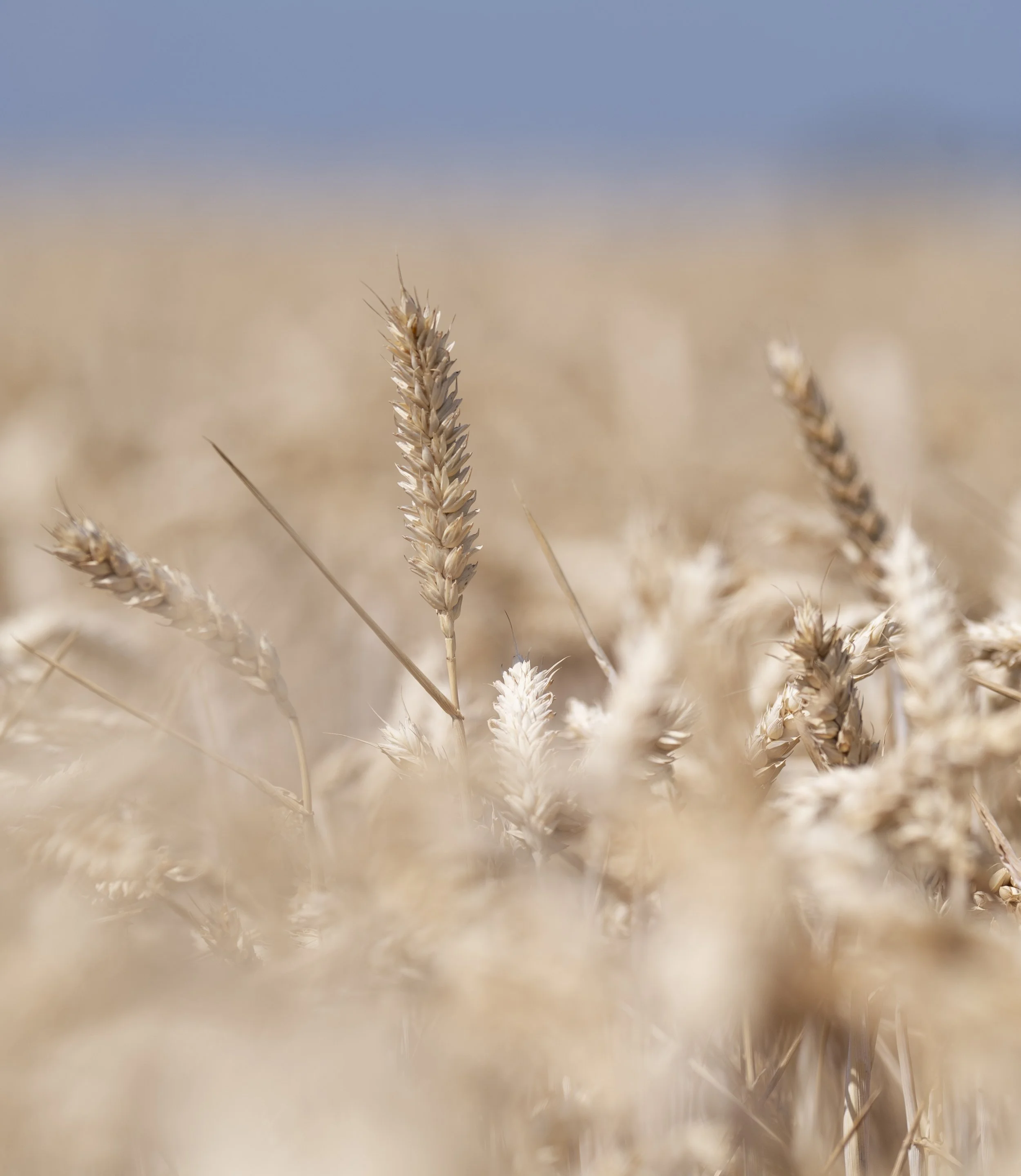 Wheat ready for harvest, Pickworth